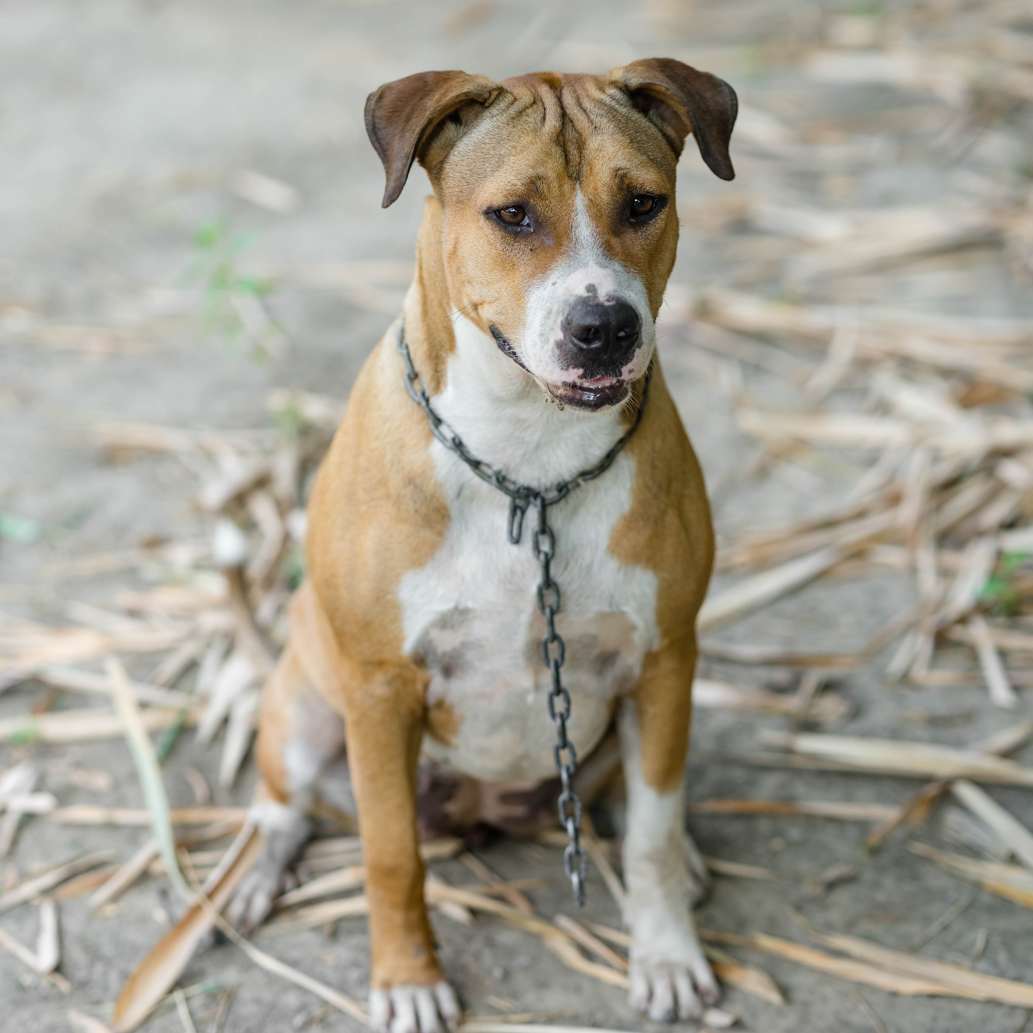 犬肌肉营养不良症治疗措施