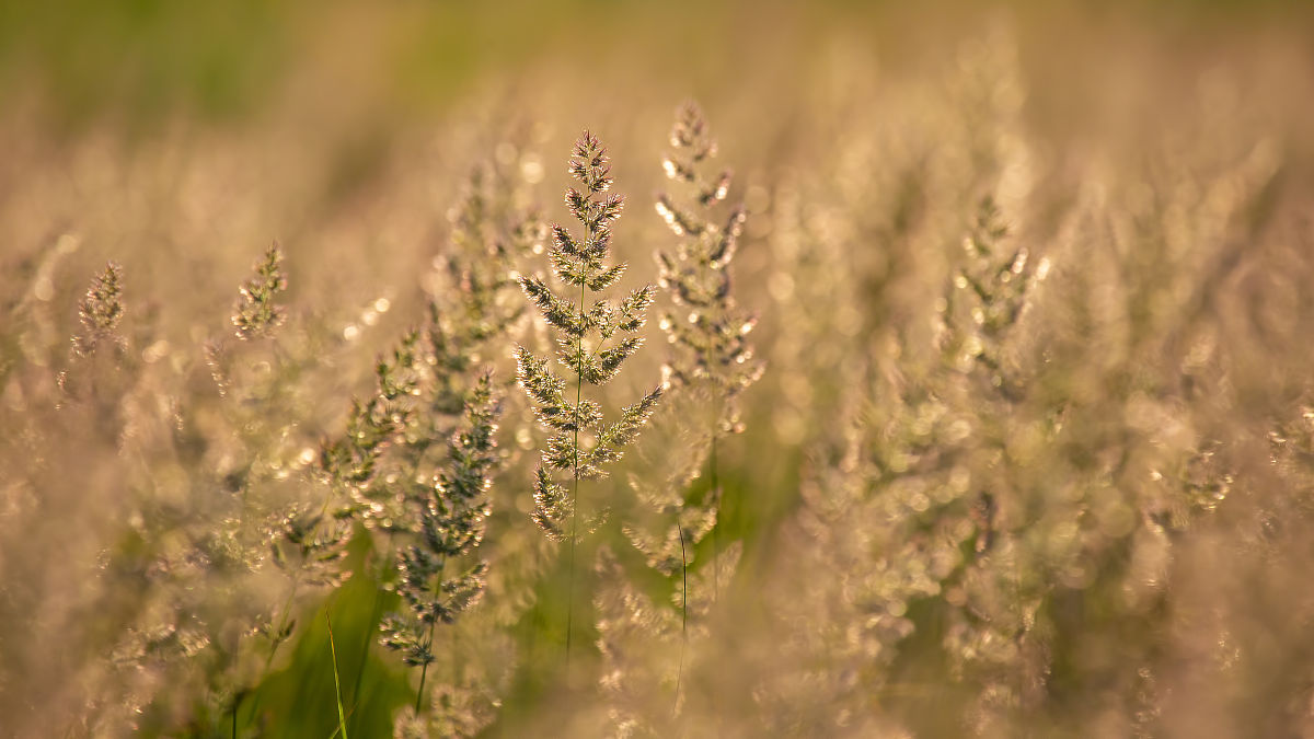 自然的呼唤：一首欢快的乡村歌曲，感受田野的自由！
