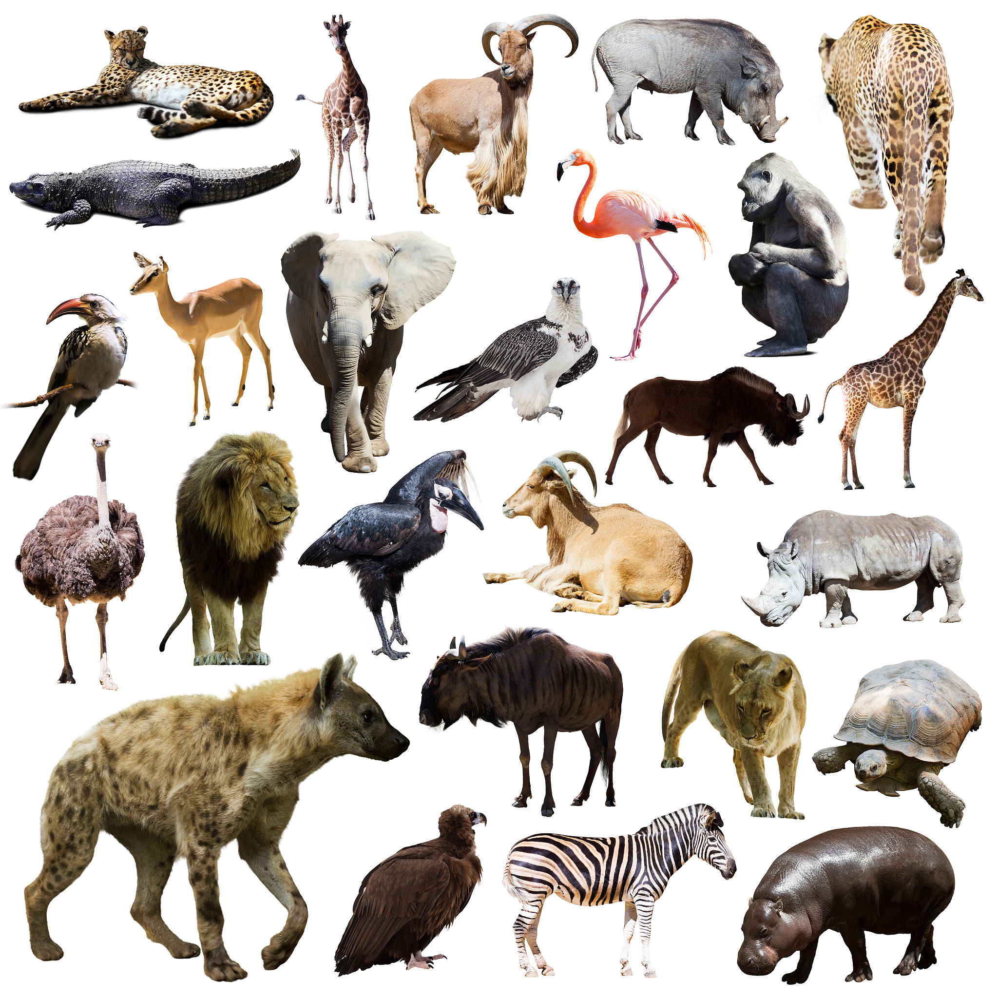 哺乳动物 - 拥有乳汁的动物家族