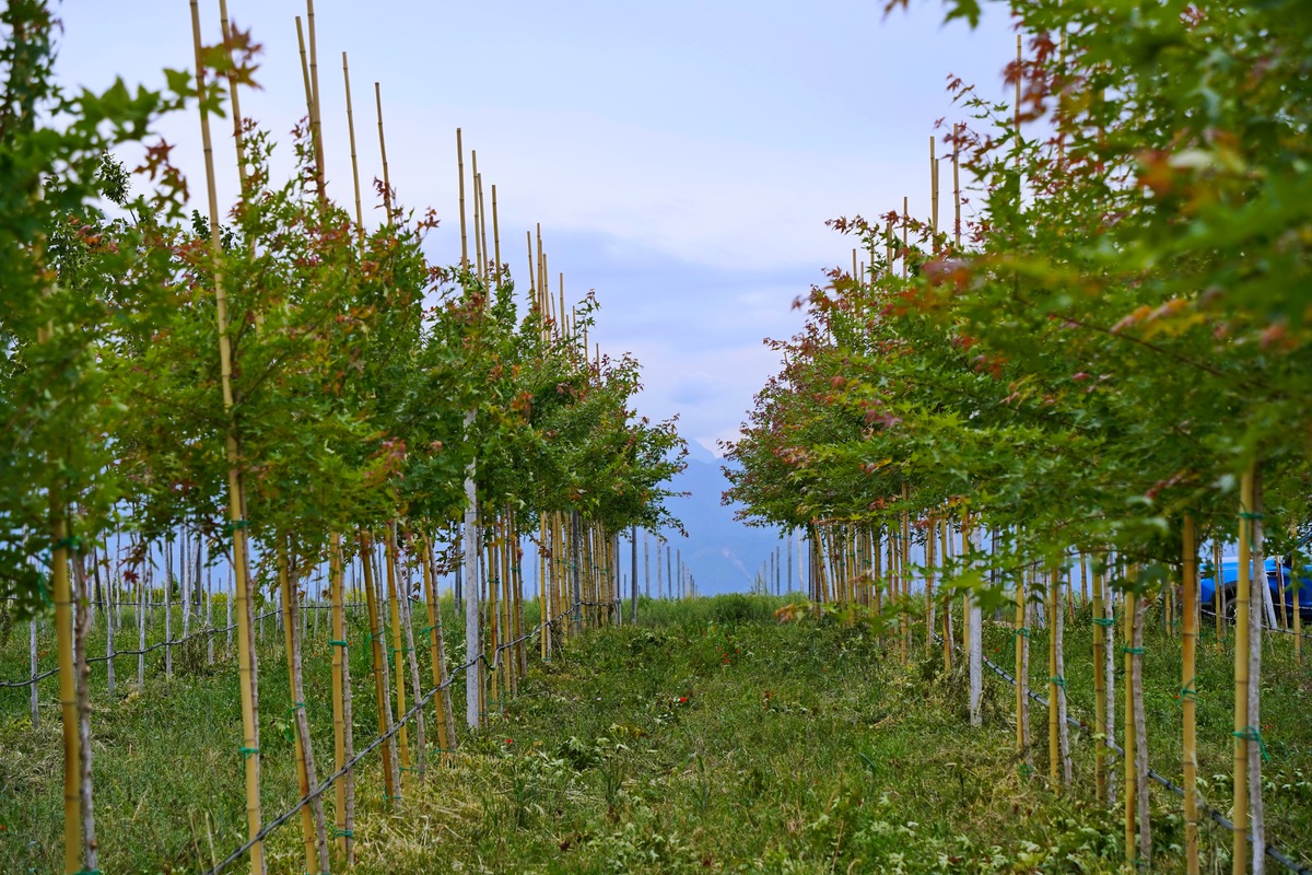 工业园区乔木种植建议：打造生态宜居环境