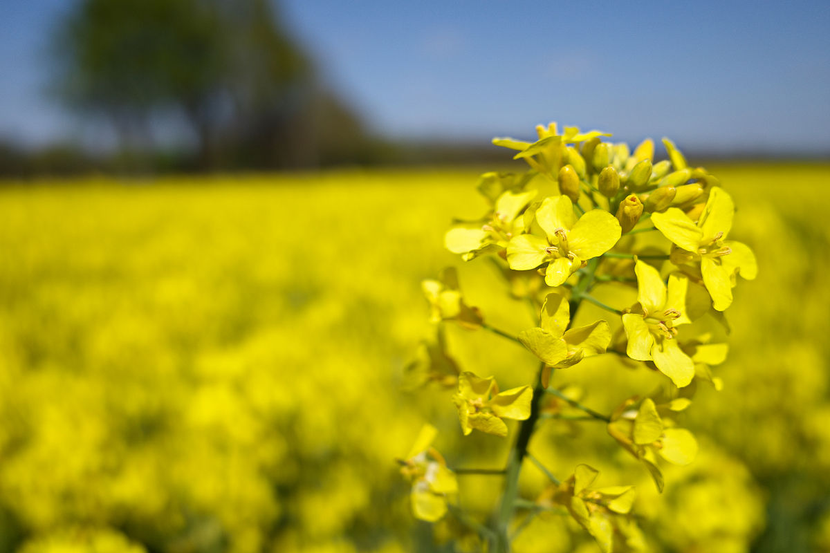 油菜研究背景怎么写油菜是一种重要的油料作物具有广泛的应用前景。油菜籽含有丰富的油脂是生产食用油、工业油、生物柴油等的重要原料。此外油菜还具有抗氧化、抗肿瘤、降血脂等多种保健功能因此备受关注。近年来随着人口增长和生活水平提高油菜的需求量不断增加对油菜的研究和开发也日益重要。因此油菜研究成为了一个热门的领域涉及到油菜的生物学、生态学、遗传学、分子生物学、生物化学等多个方面。通过对油菜的深入研究可以提高