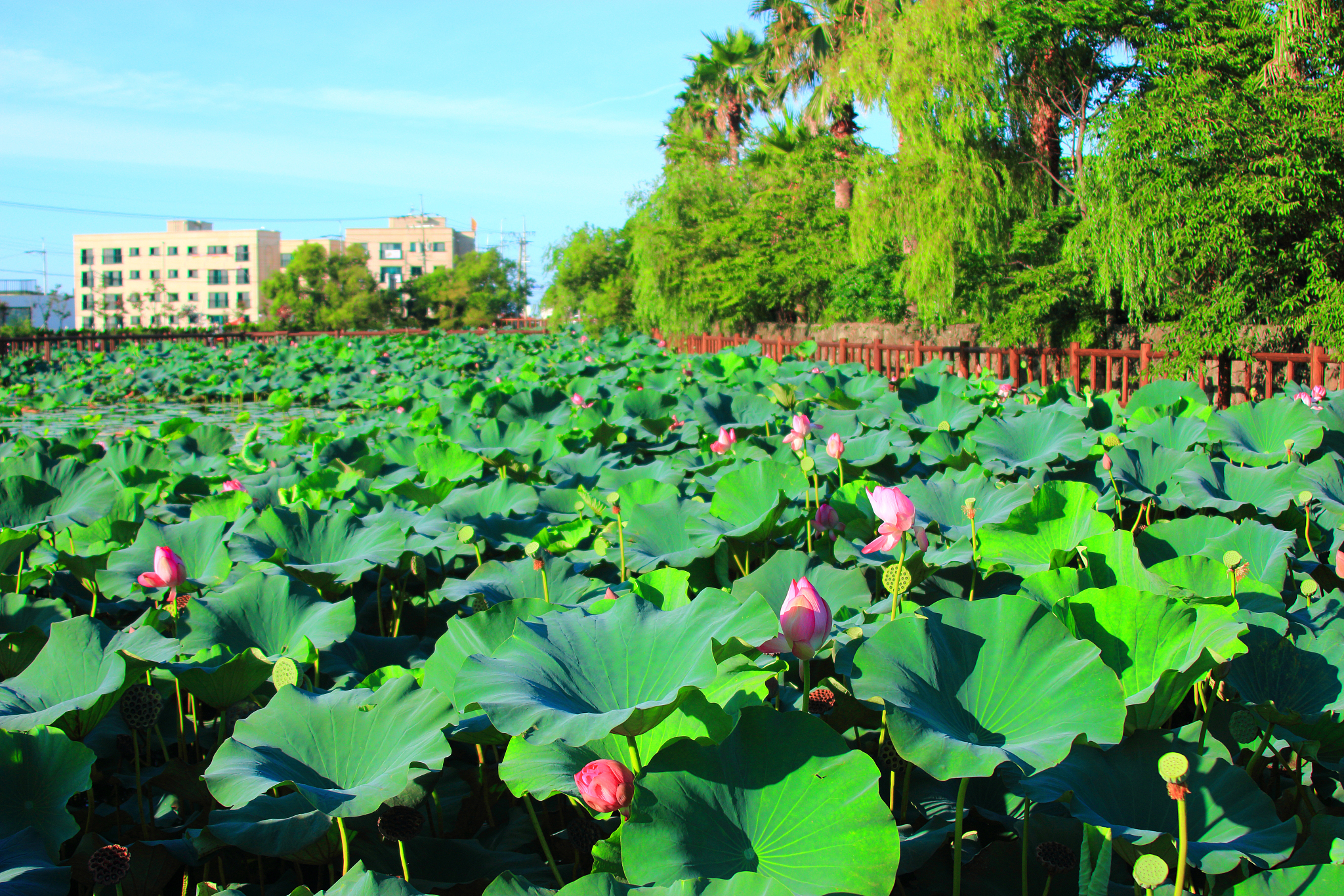 flower garden, pond, lotus,