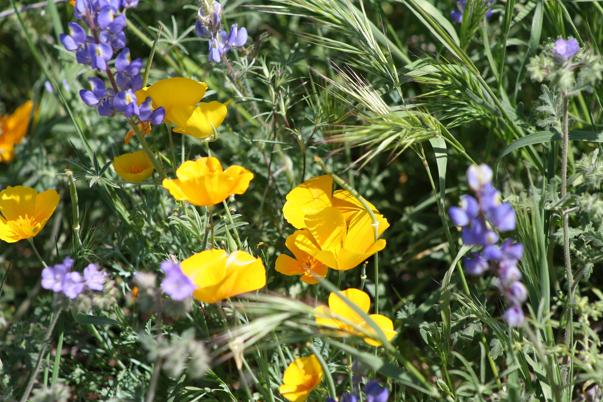 superstition mountains wilderness blanketed with spring flowers