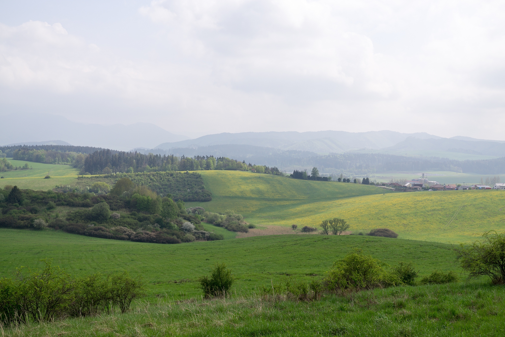 dandelion field.