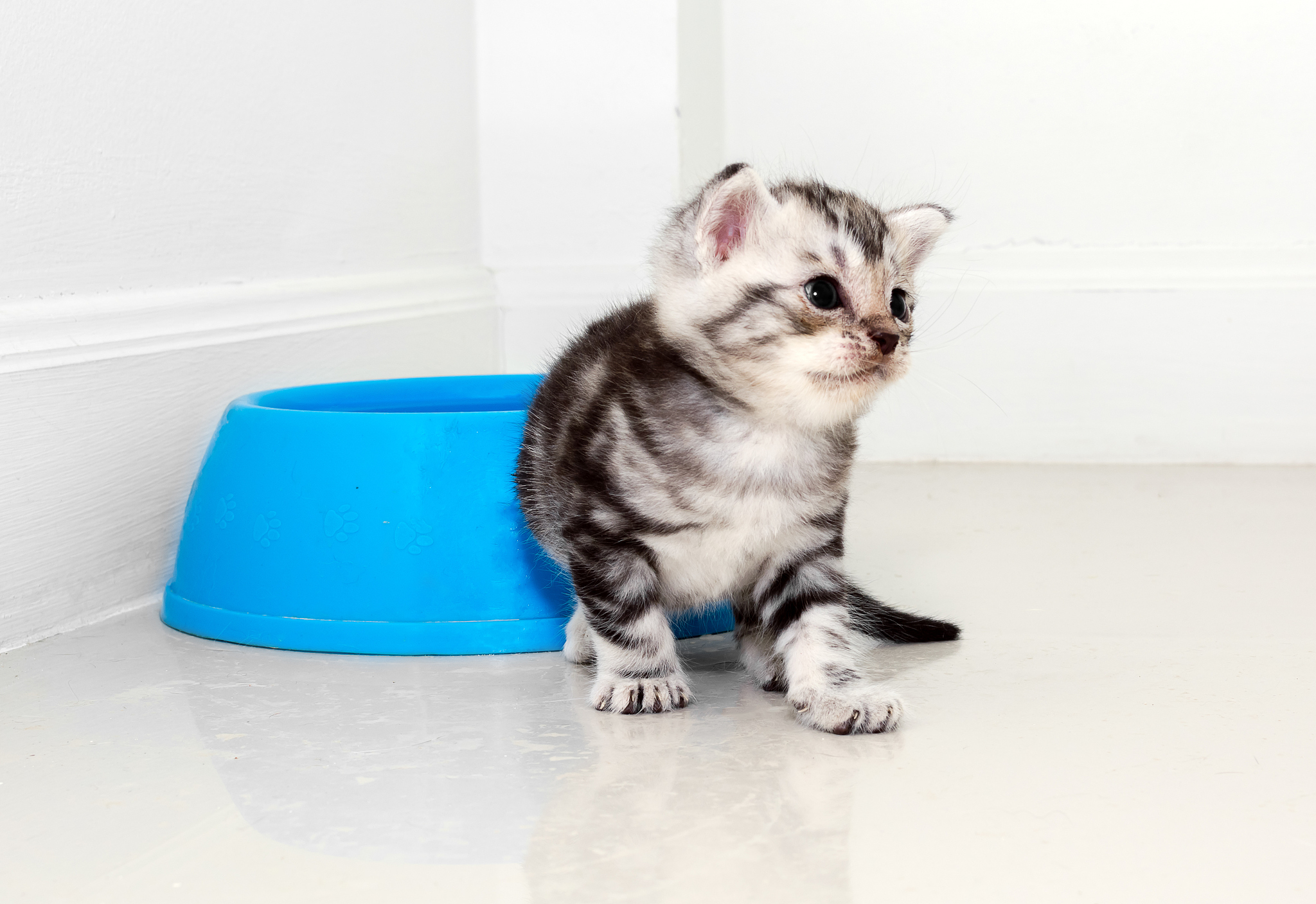 在线发布【寻猫启示】！！我们寻的不是普通的猫是黄金锦鲤猫！给这段话优化一下