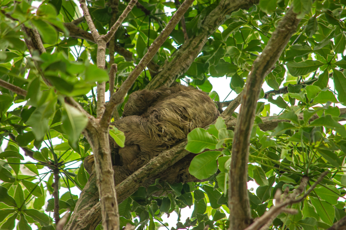 比乌龟更慢的动物：揭秘慢速动物的独特魅力