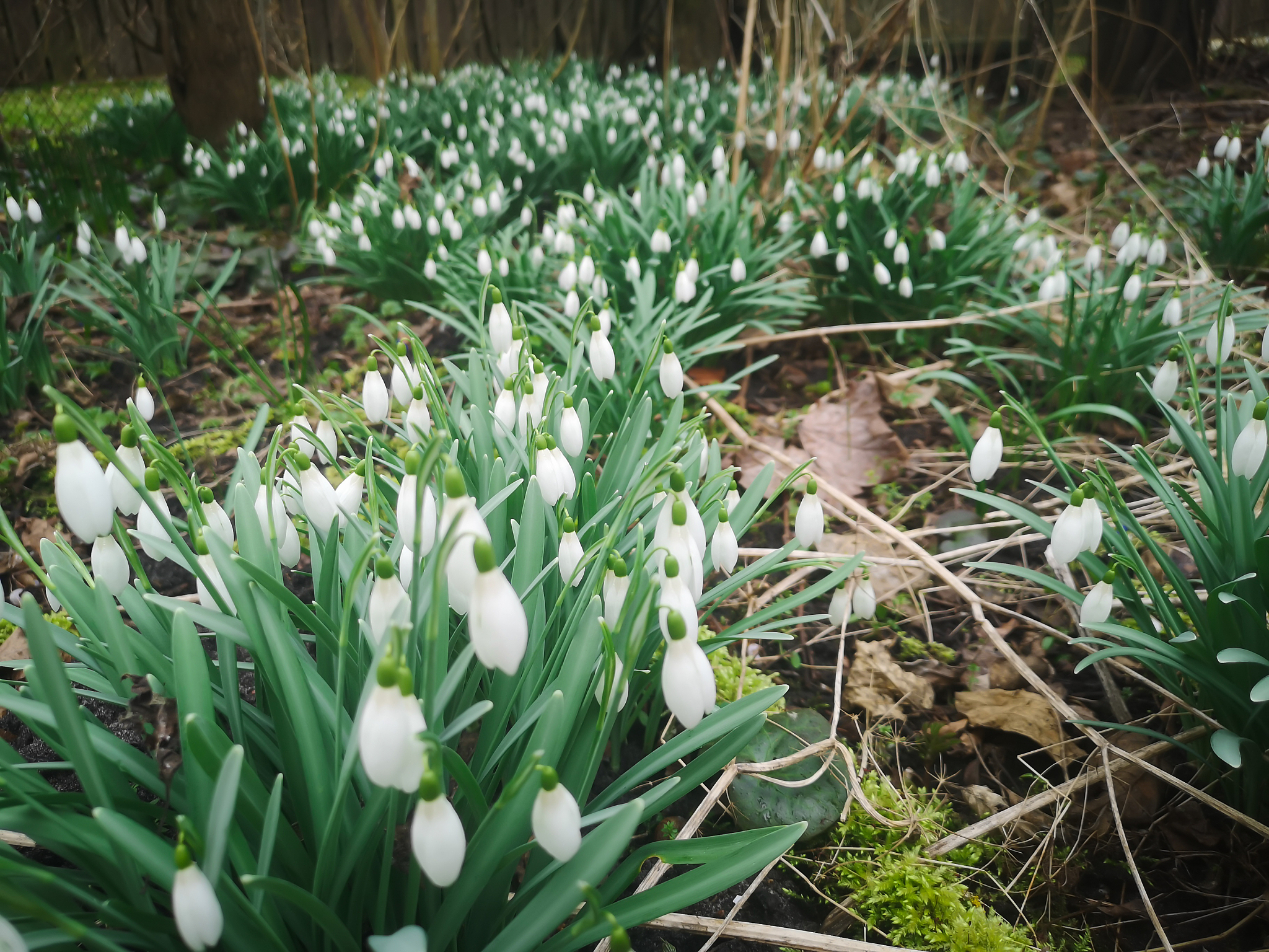 beautiful spring background with close-up of a group of blooming