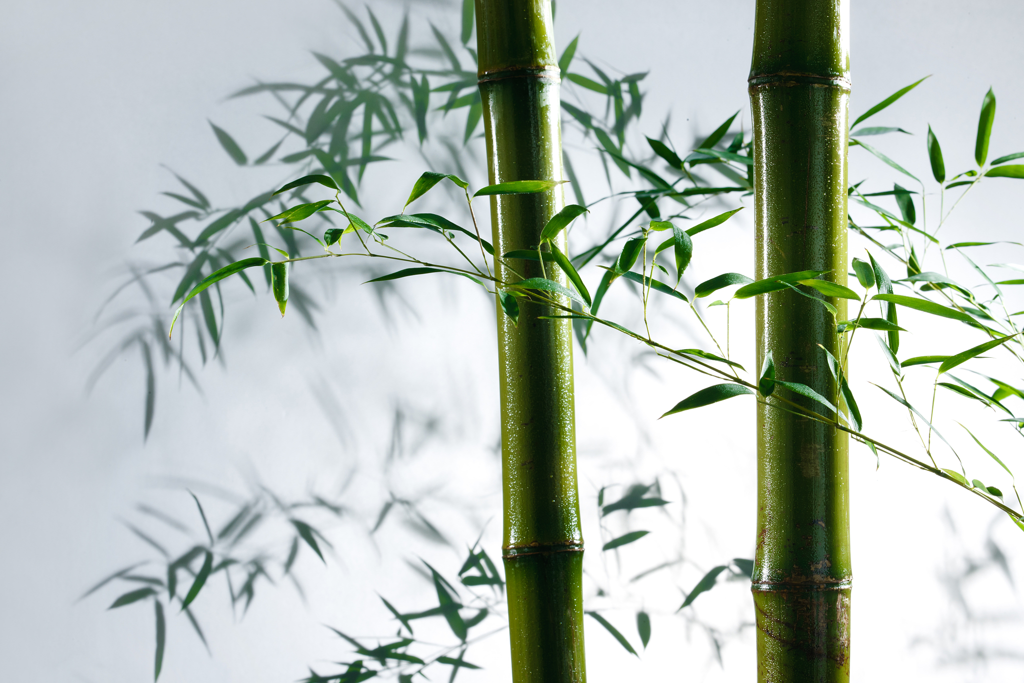 请帮我写1篇650字的博客文章主题是：竹子的寓意和象征