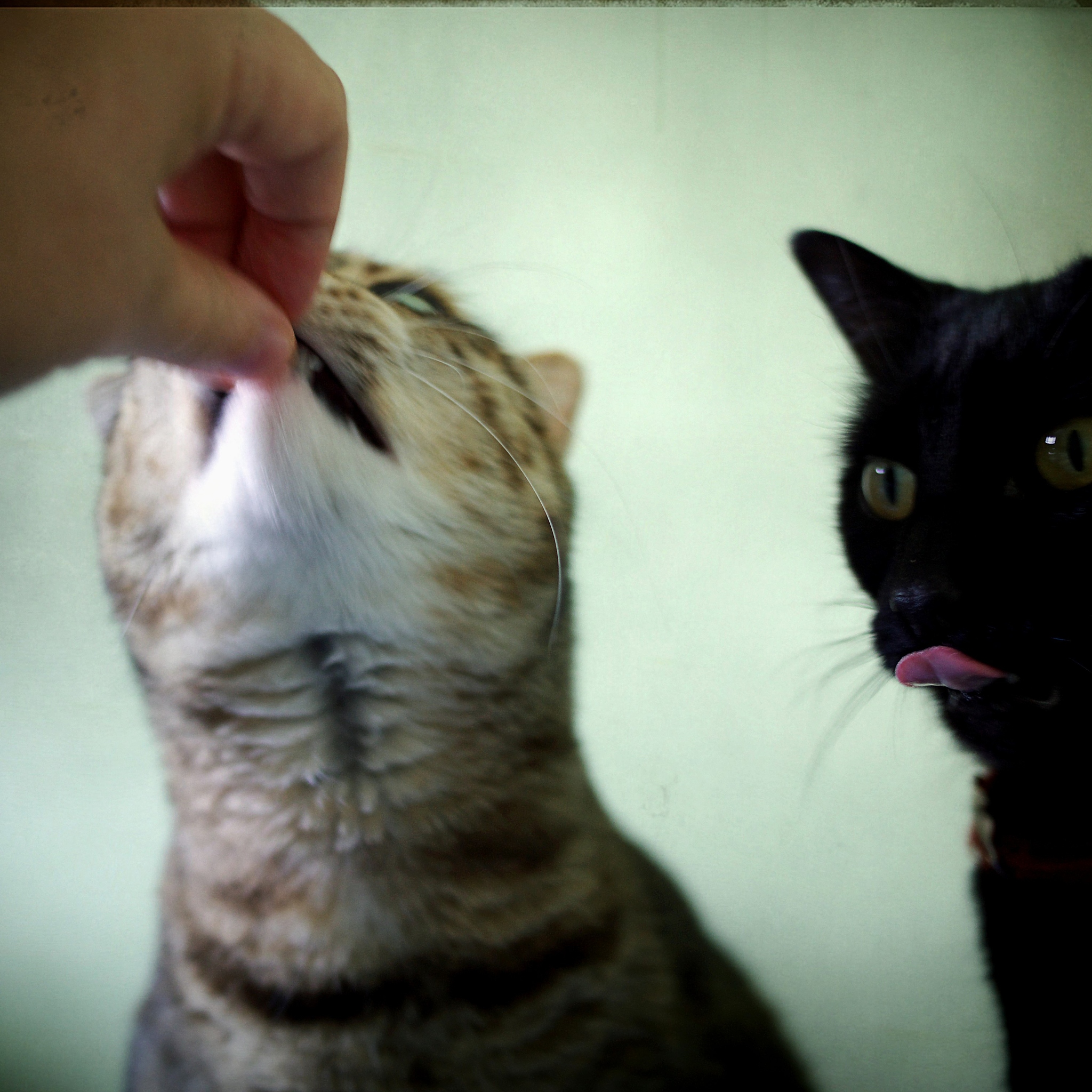 如果家里养的宠物猫8个月了还喜欢咬人怎么办