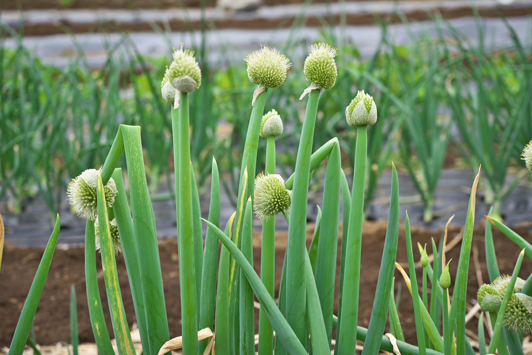 welsh onion
