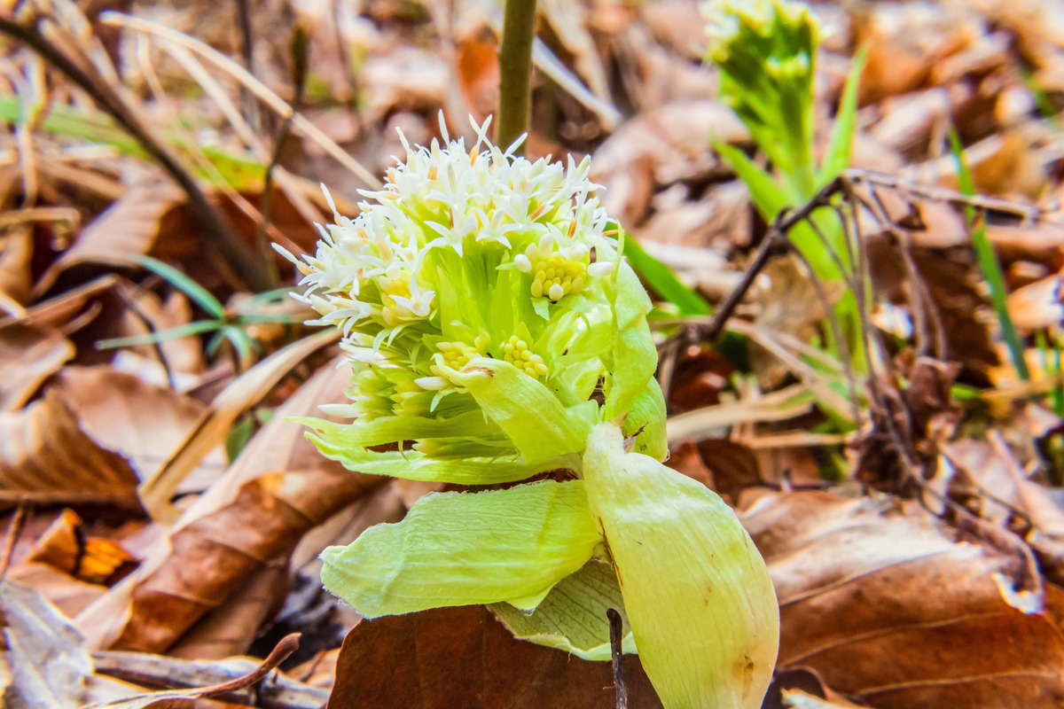 东雪莲：功效、药用价值、种植与保护