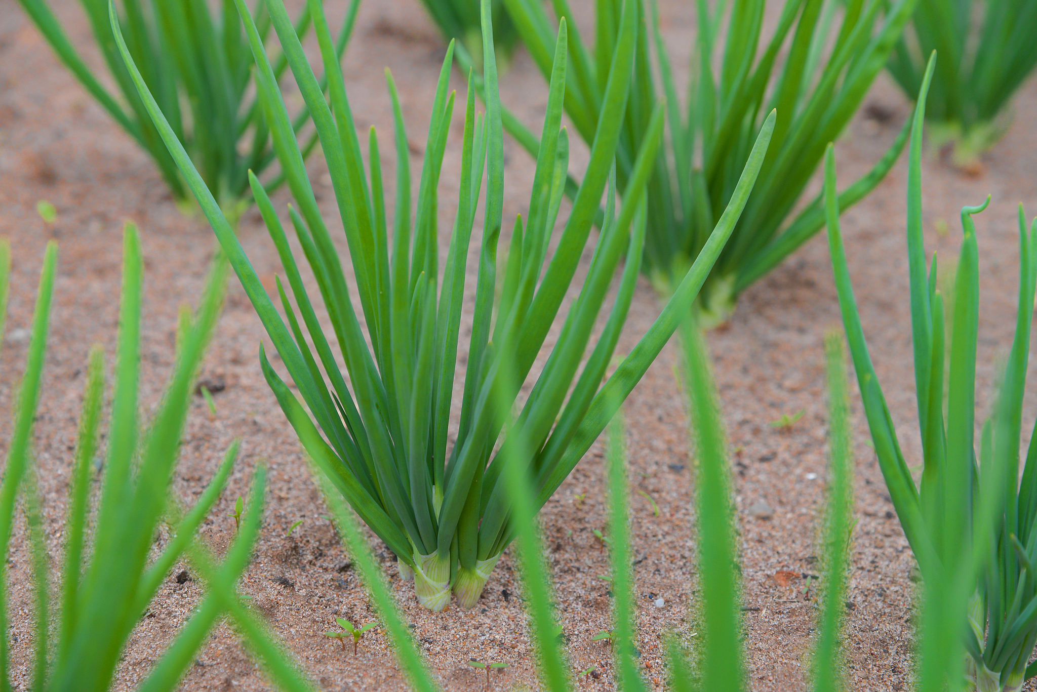 onion plantation in the vegetable garden, closeup