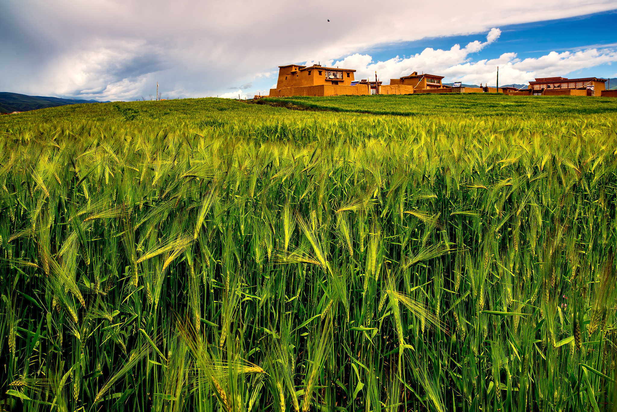 青海省青稞和牛羊肉交易中心发展：投入与经费保障是关键