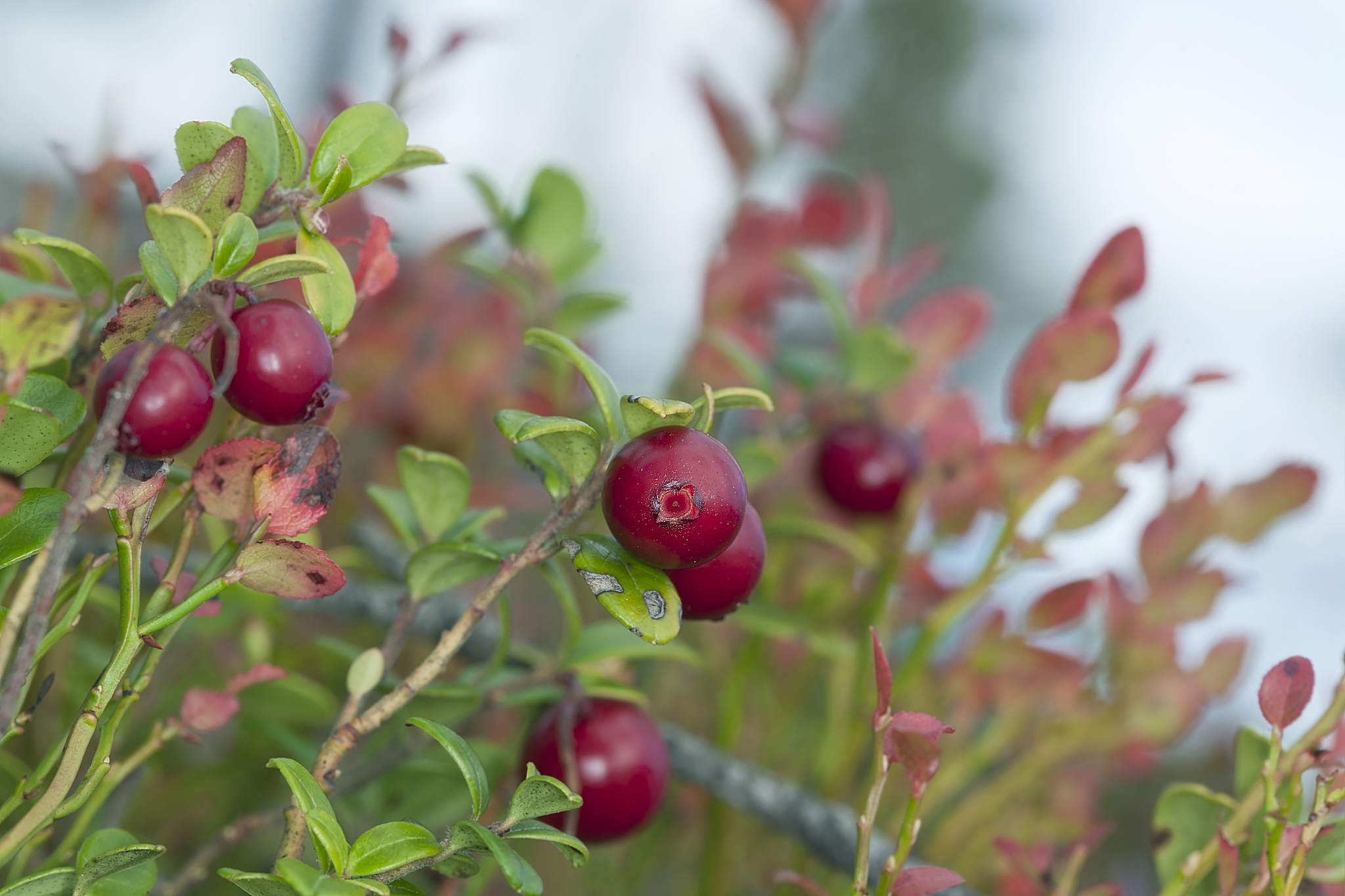 cowberries or lingonberries, vibrant photo