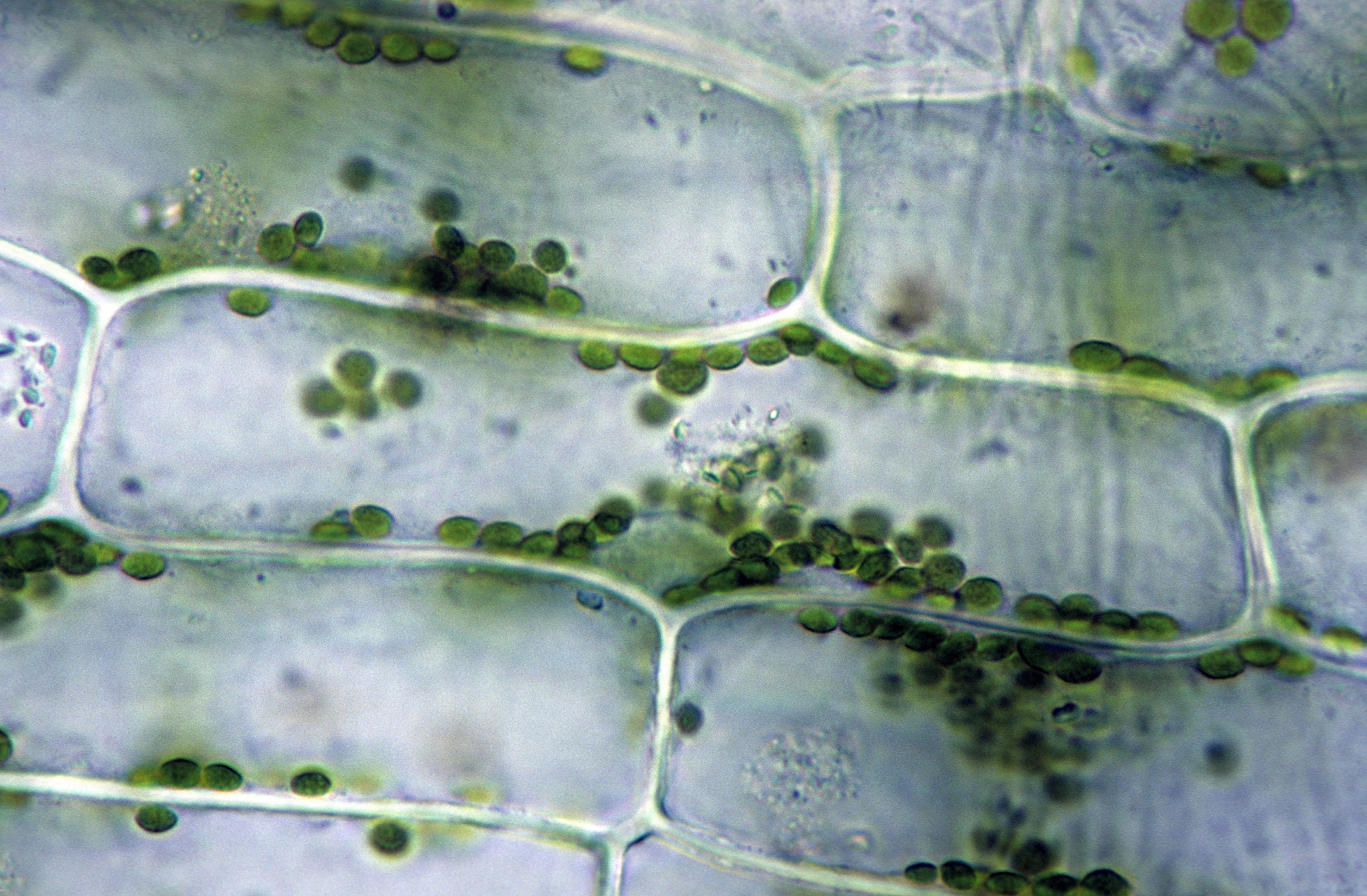 植物细胞光反应的场所是类囊体膜吗