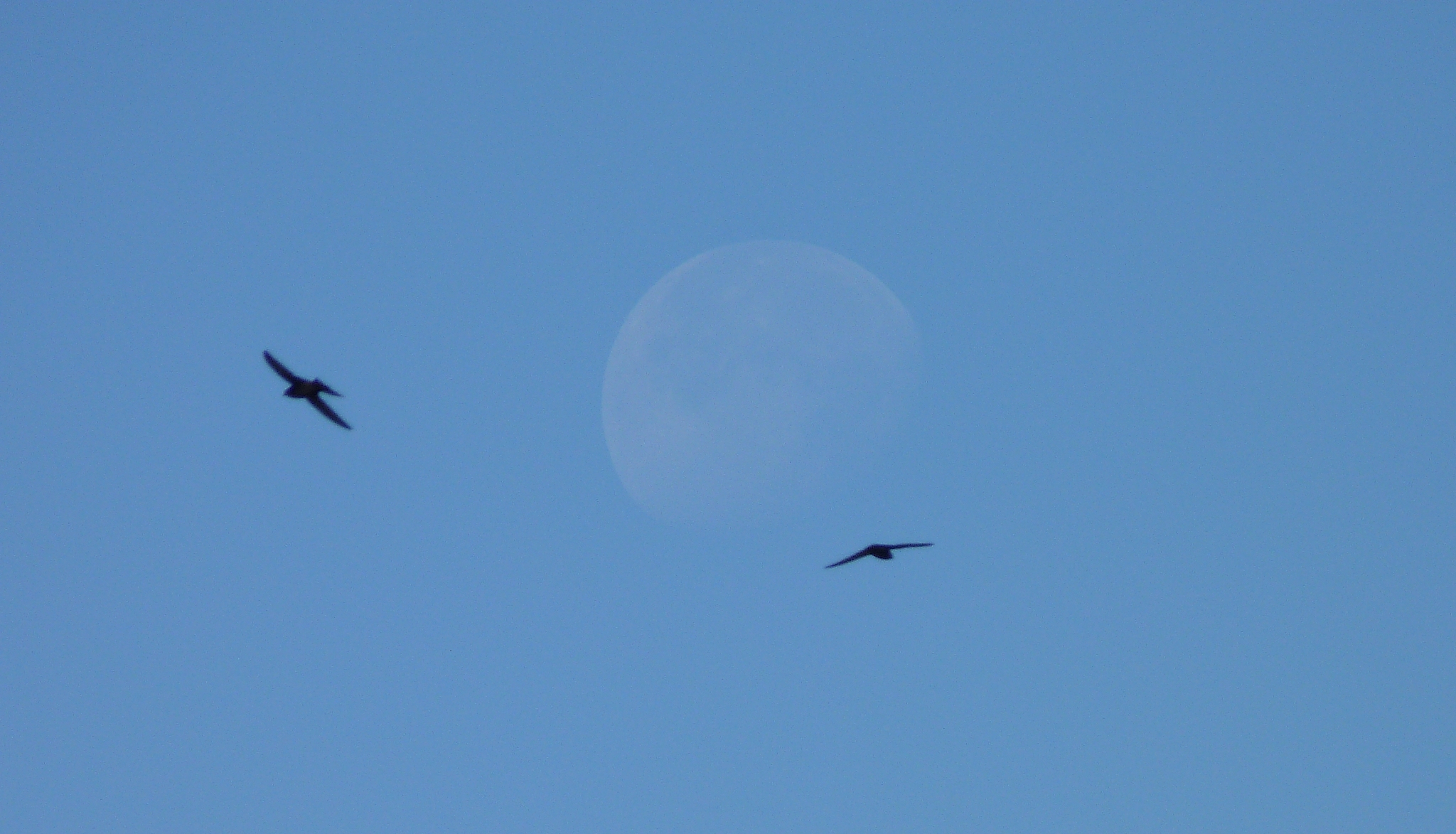 假如诗人李白坐上飞机看见窗外的风景他会写一首怎样的七言律诗