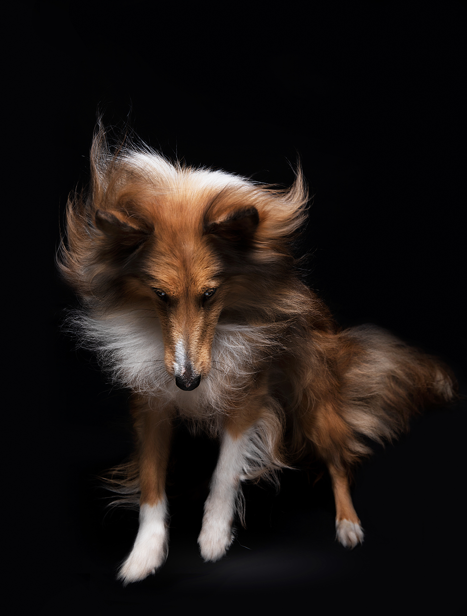 宠物犬活动空间色彩设计指南：打造舒适、安全、充满活力的环境