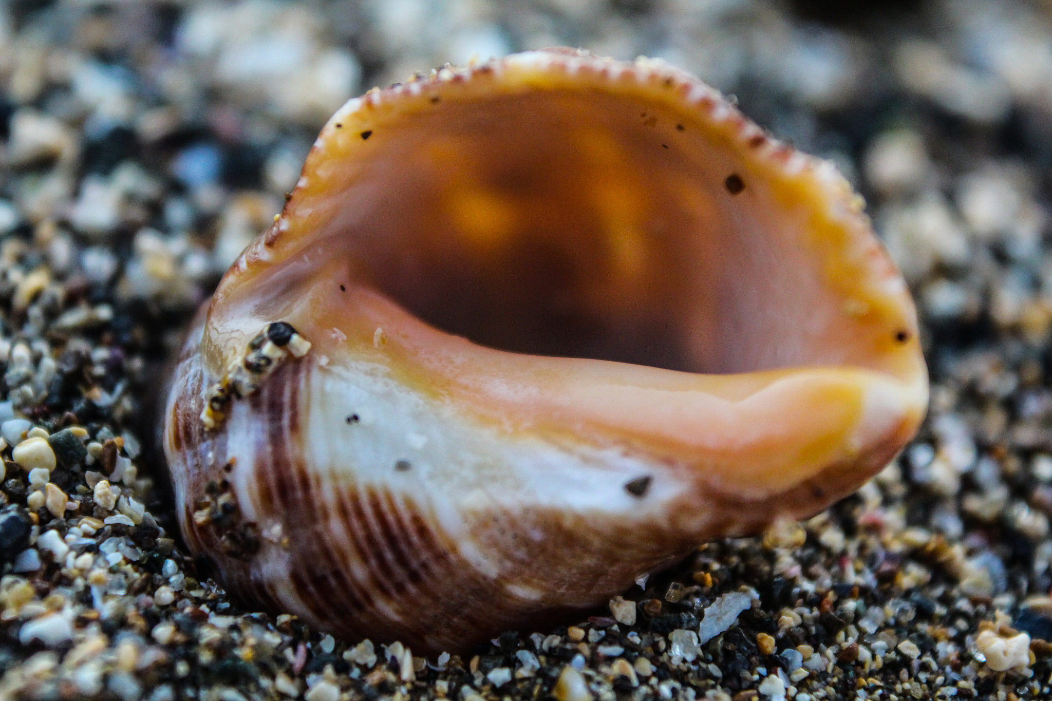 海洋生物防污损的摘要