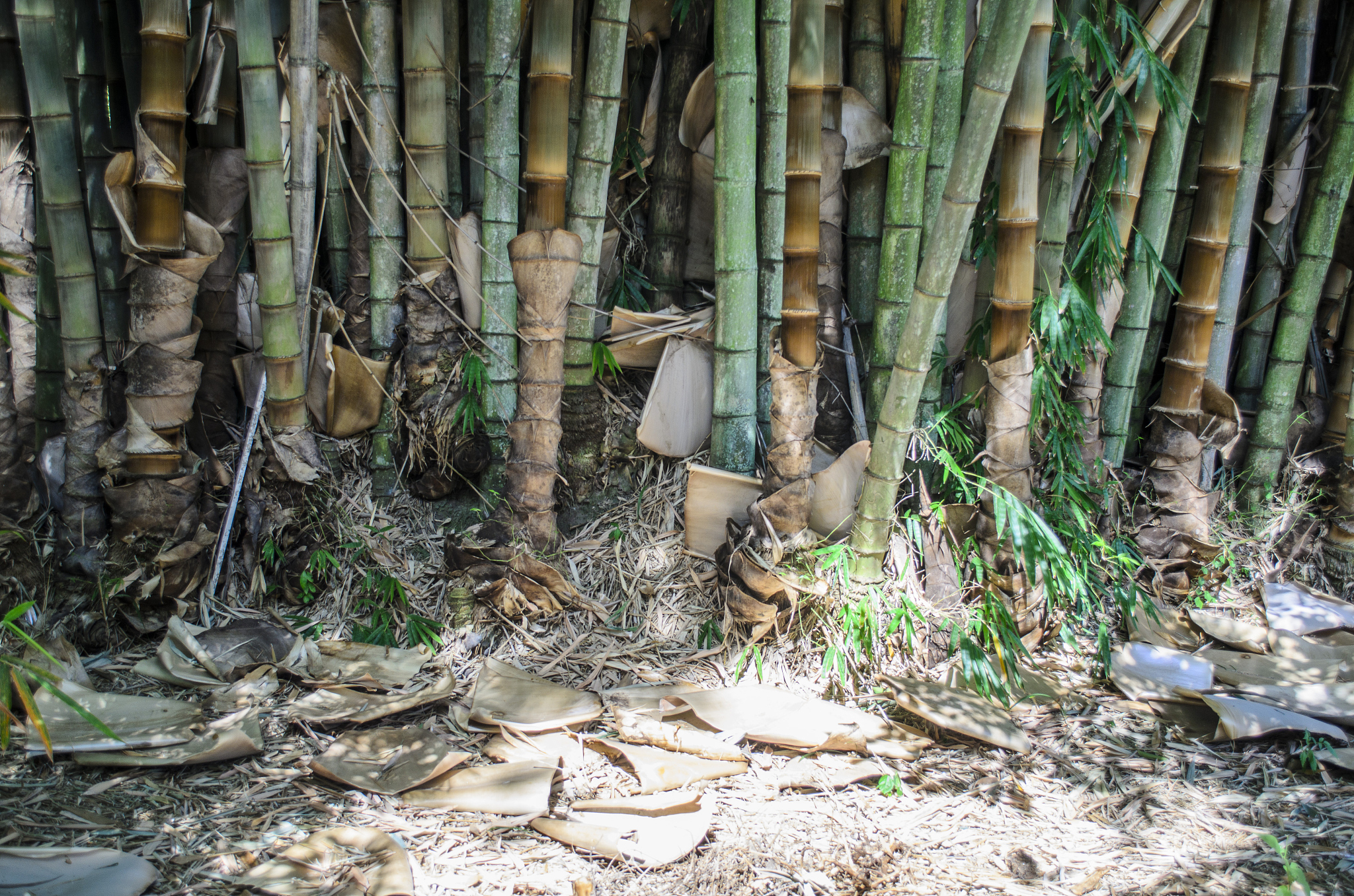 写一篇名为竹子保护者的告示围绕团队和谐而且有效果