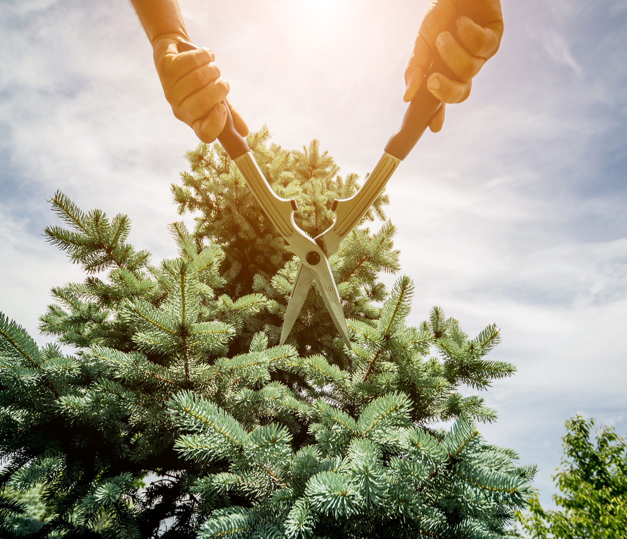 重庆三峡职业学院园林技术专业课程设置：培养高素质园林技术人才