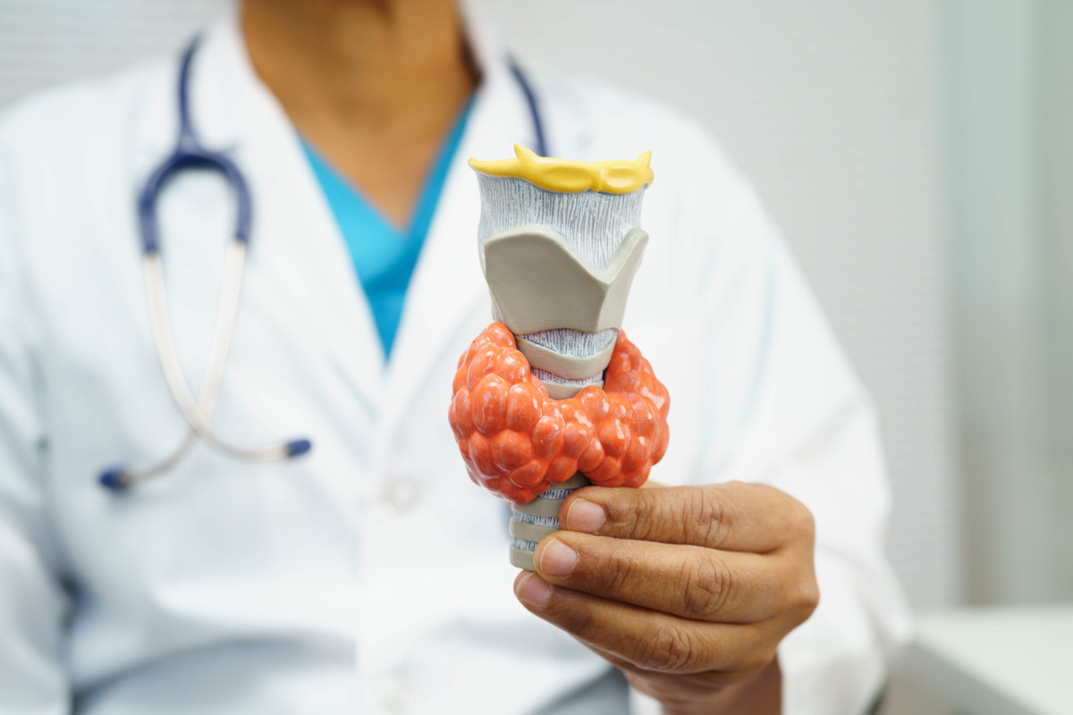 亚洲医生在医院展示甲状腺解剖模型,涉及甲状腺功能,,