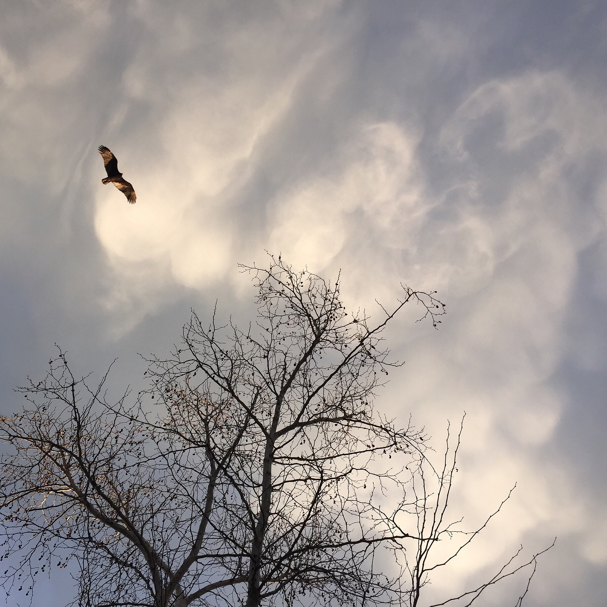 怎么回复‘倦鸟失了归期’