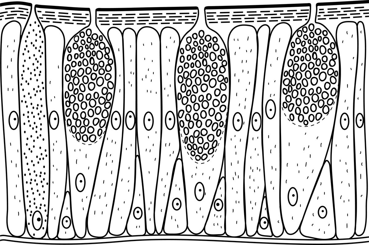 骨骼肌结构:显微和超微结构详解 骨骼肌结构:显微和超微结构详解