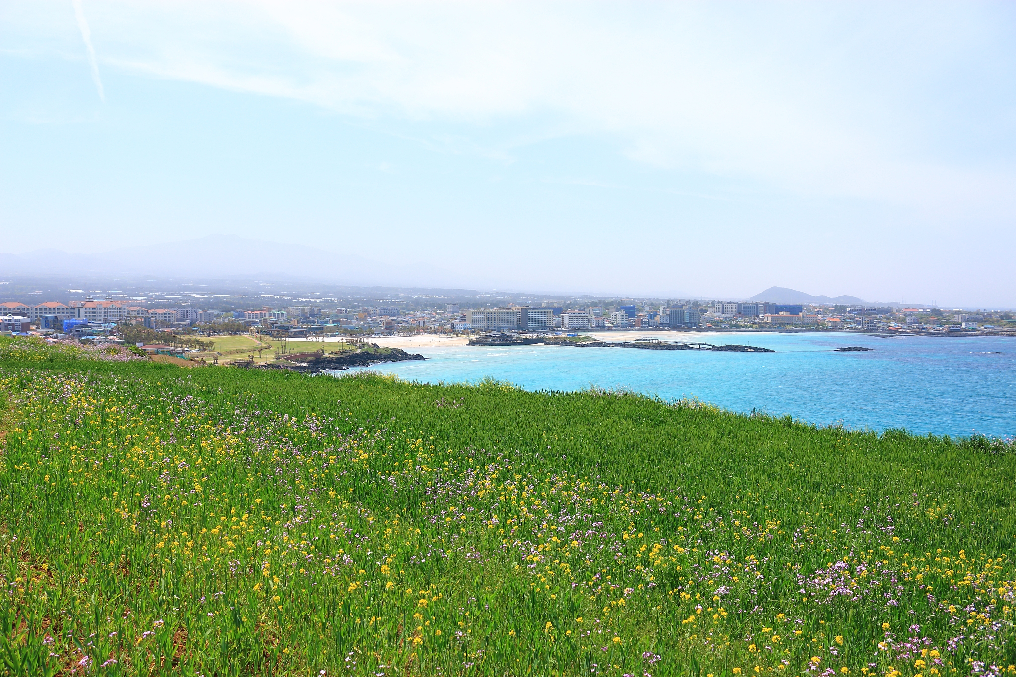 hamdeok beach, west wu bong, wildflower, flower, beach,