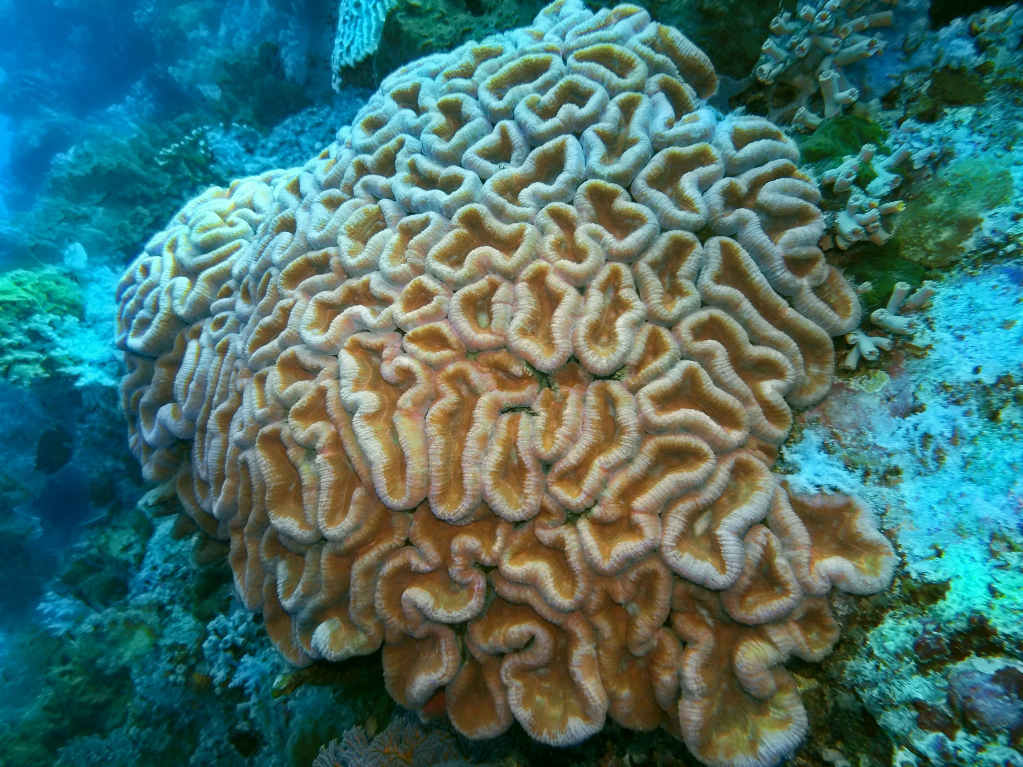 stone coral
