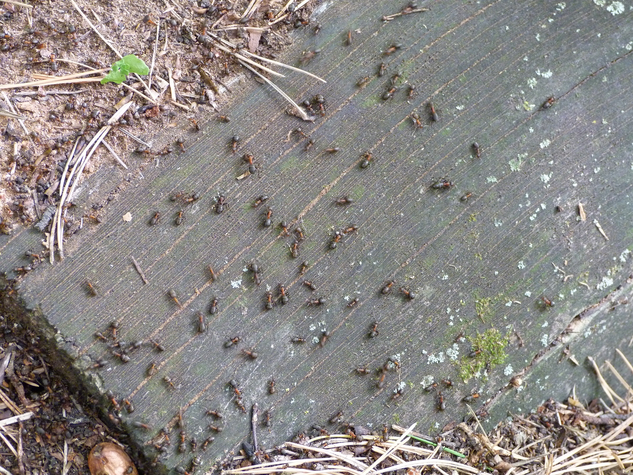 实验五 昆虫群落结构的分析要求：1记录水稻昆虫种类和数量种类： 			数量				2要有一定量的样本数株数种类至少要十几种至少要鉴定到目或者科最后统计分析。3进行群落多样性分析 群落多样性指数 H’ 均匀性指数 E 丰富度 S 4两人一组分好组后学委把分组的情况表发给我按论文格式撰写实验报告正文宋体小四行间距125。实验报告打印后提交也可手写。实验报告标注—学号后三位+同