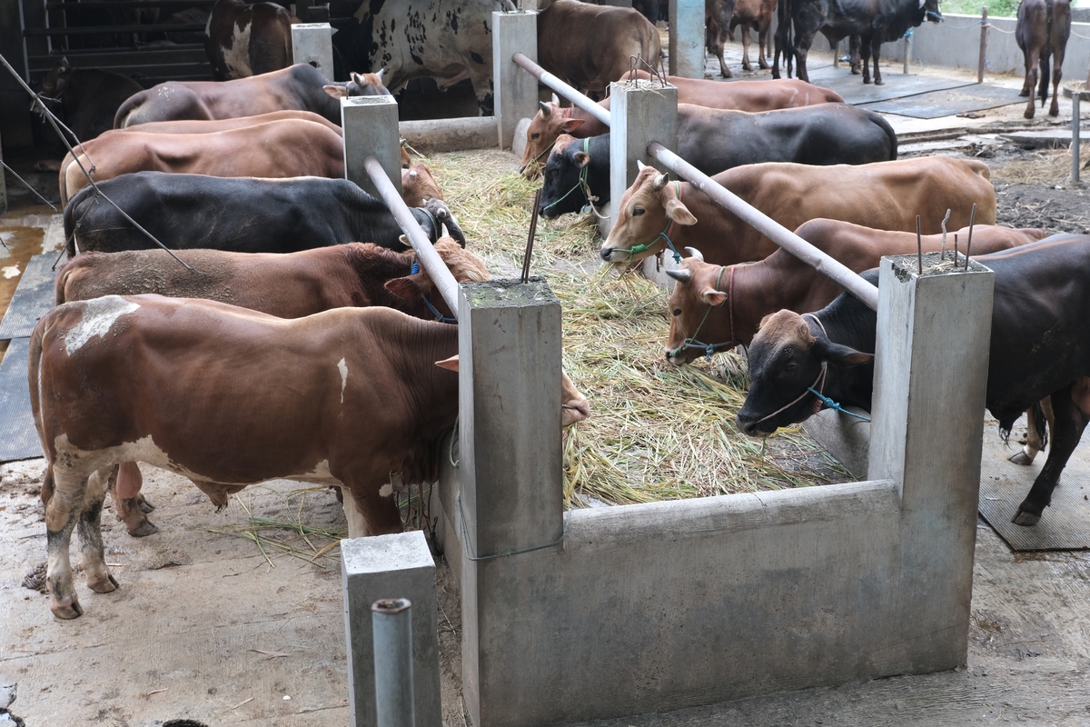 论述延安市育肥牛养殖应该注重落实优良品种更新和培育工作。