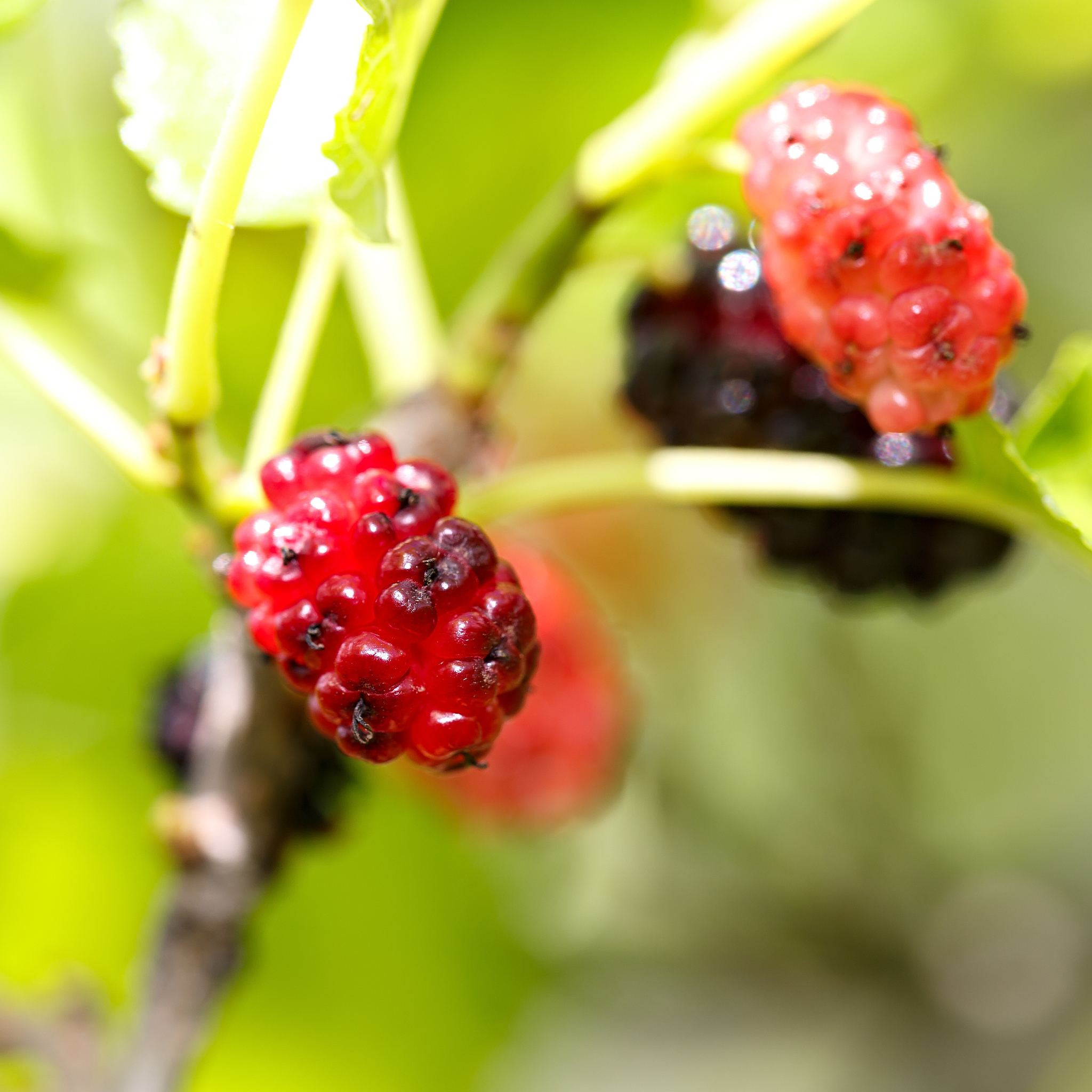 ripe mulberries in the green foliage