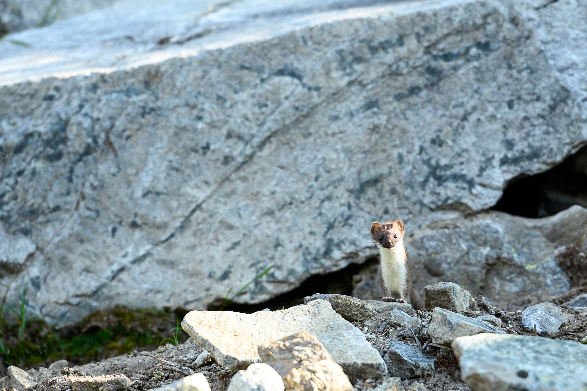 Stoat: A Small Carnivore with Adaptable Fur and Impressive Agility