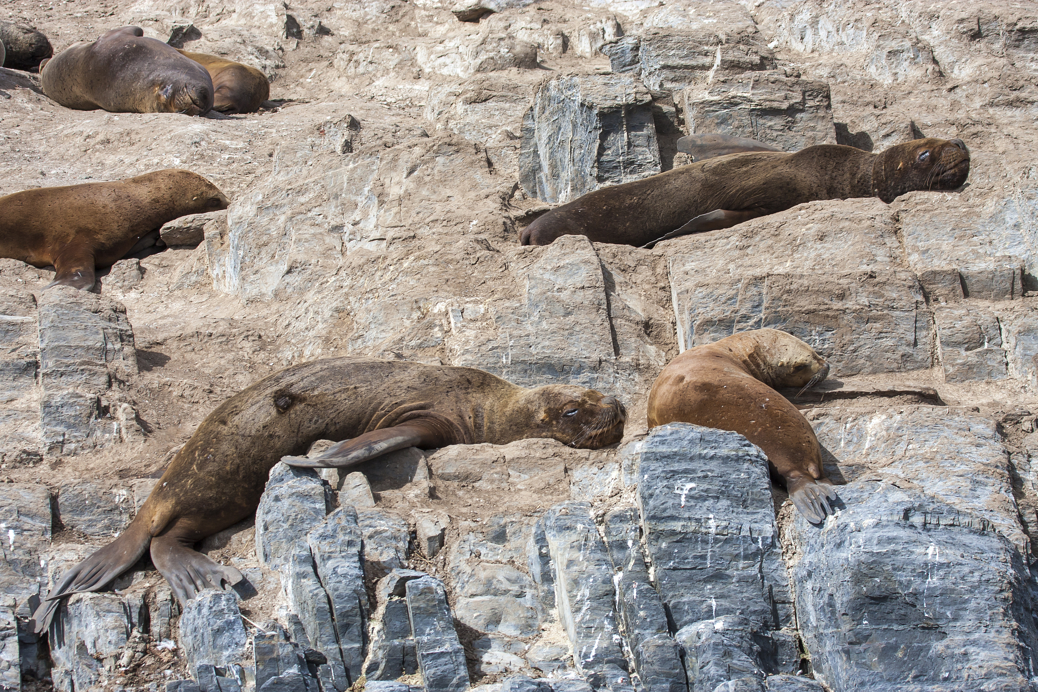 sealions resting in patagoing, argentina