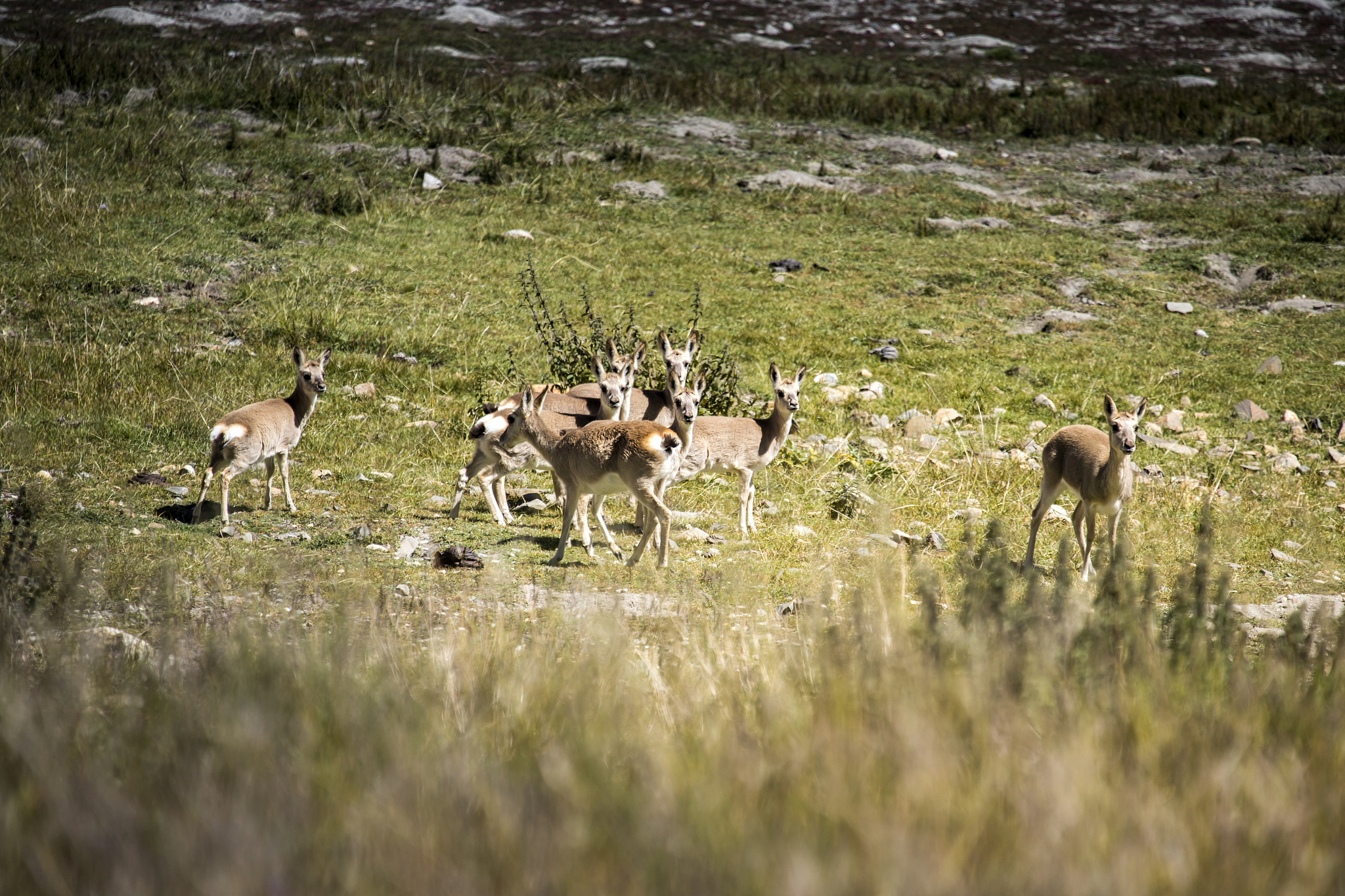 可可西里能介绍一下吗