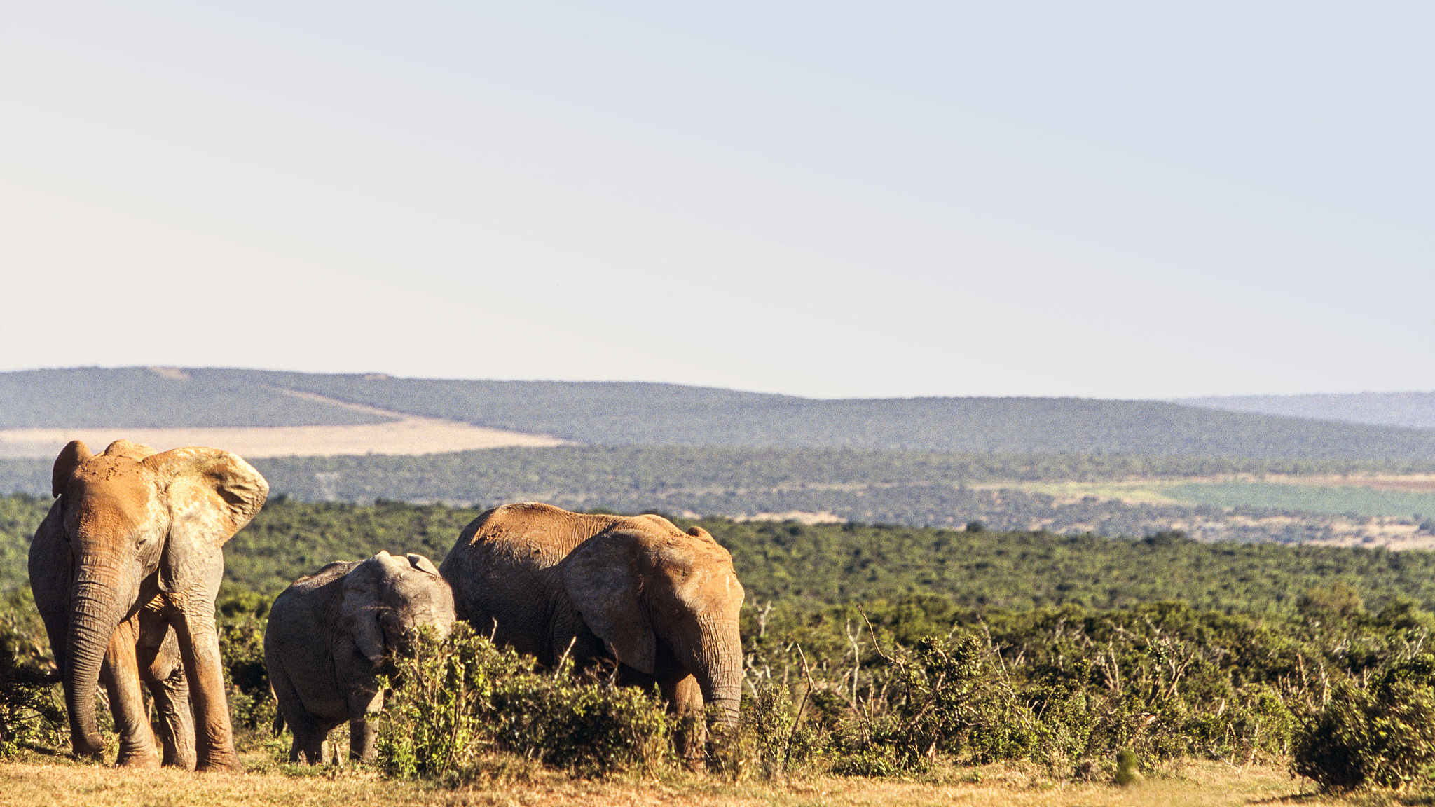 African Safari Adventure: A Journey to the Maasai Mara