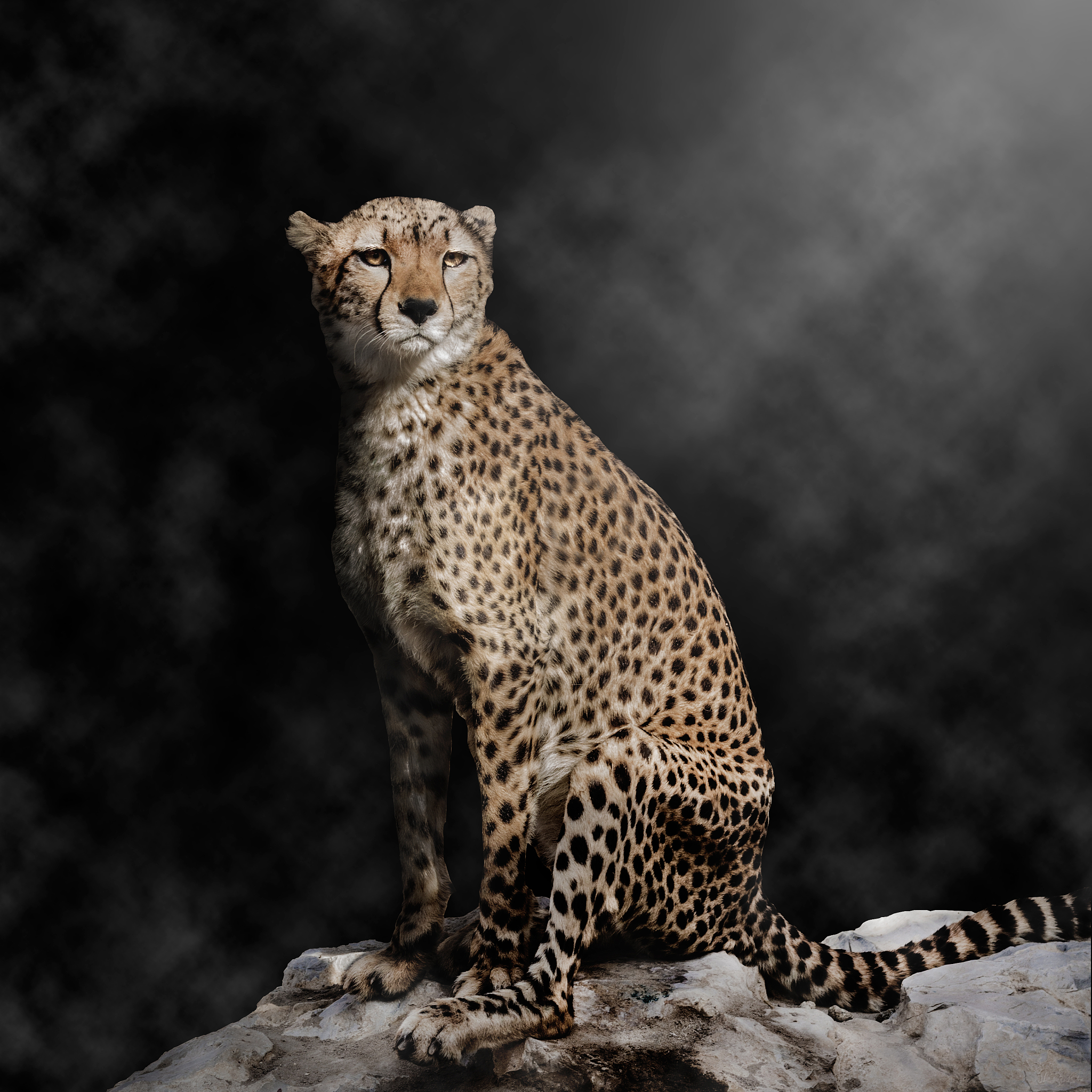 全球仅剩30只？！揭秘迷你“豹猫”的神秘生活！