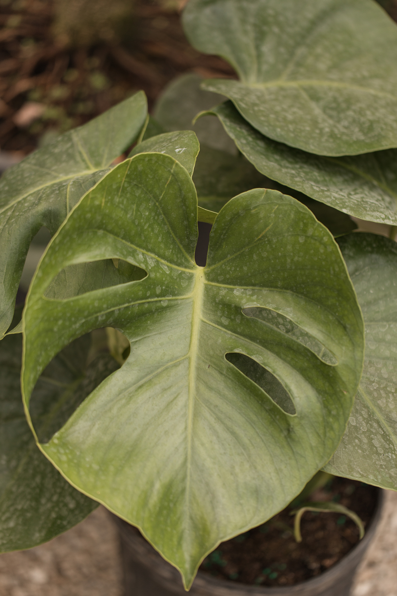 monstera plant