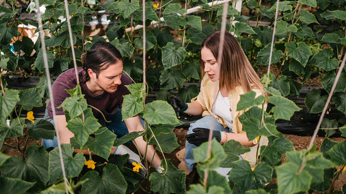 倒春寒对农作物产量的影响分析