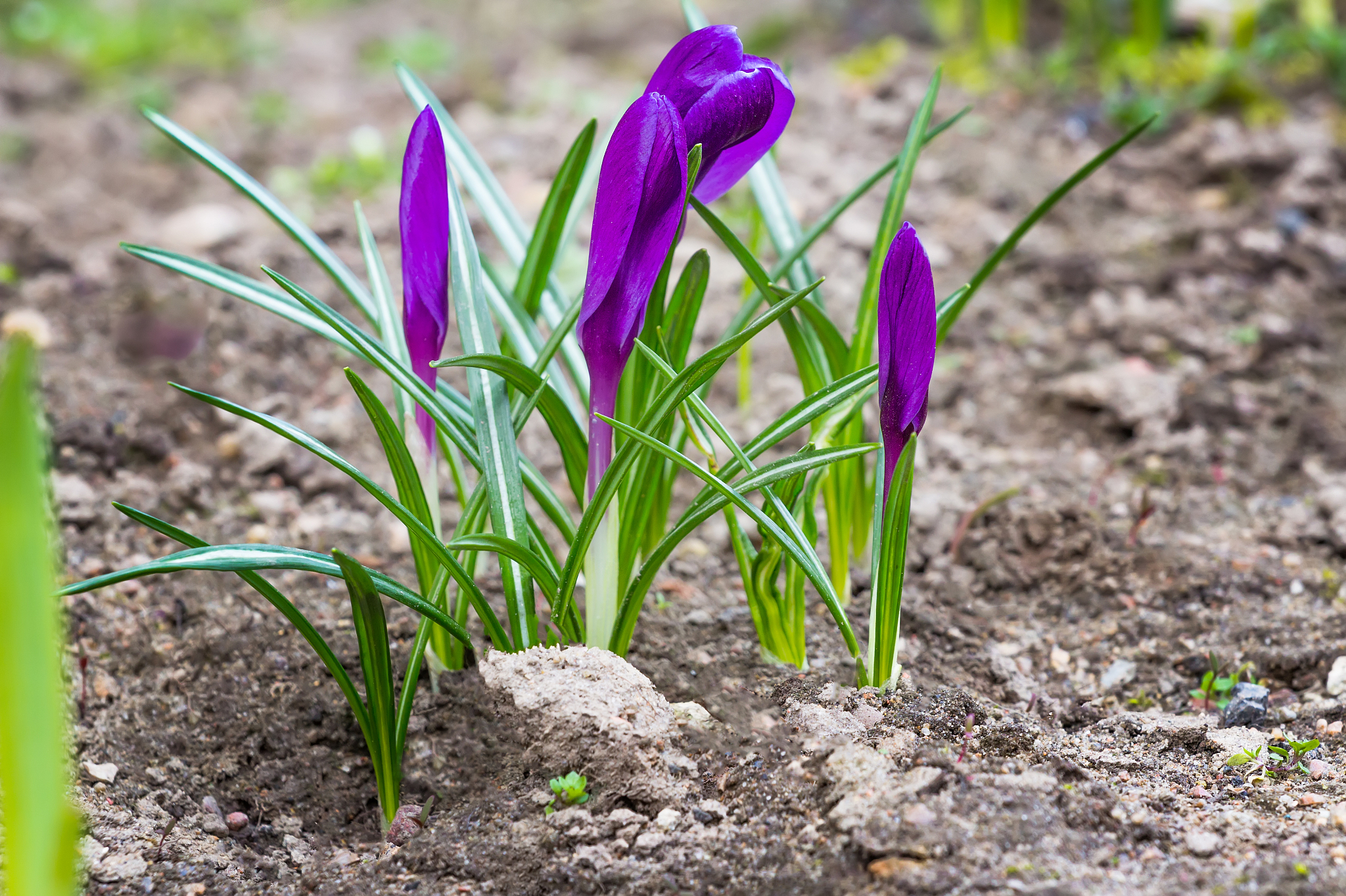 purple crocuses with closed flowers
