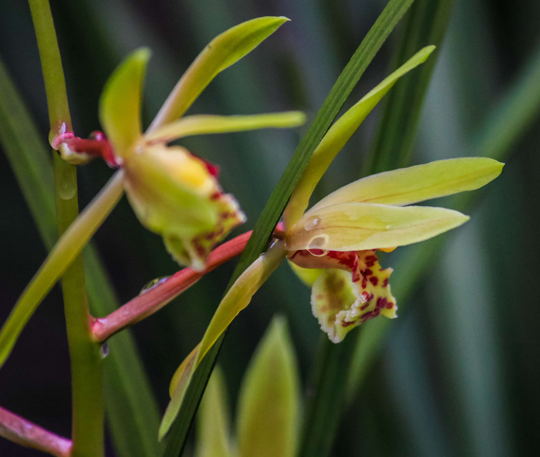 兰花如何养殖 兰花怎样养殖最好