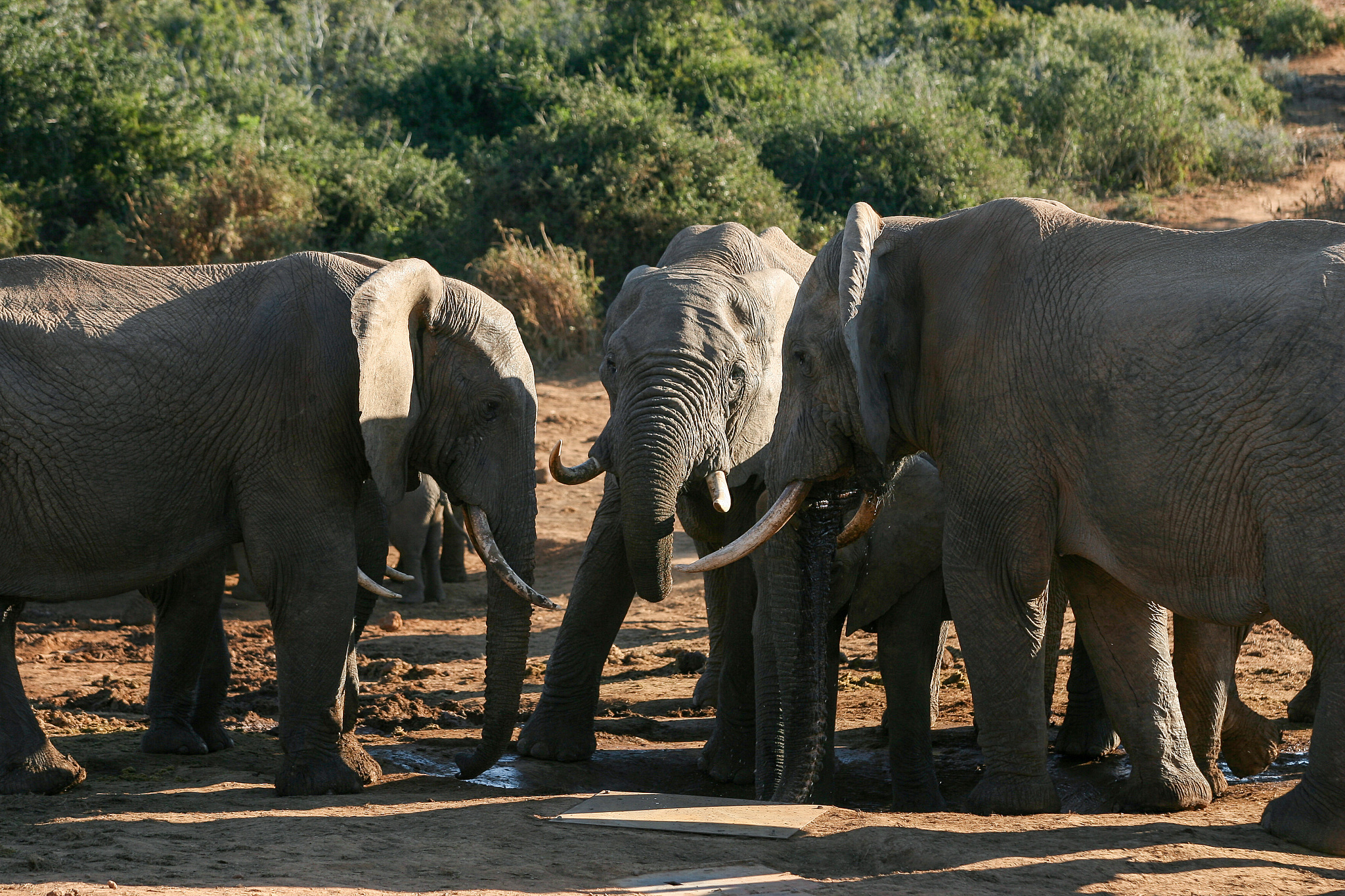 a herd of elephant at a watering hole in the addo national park.
