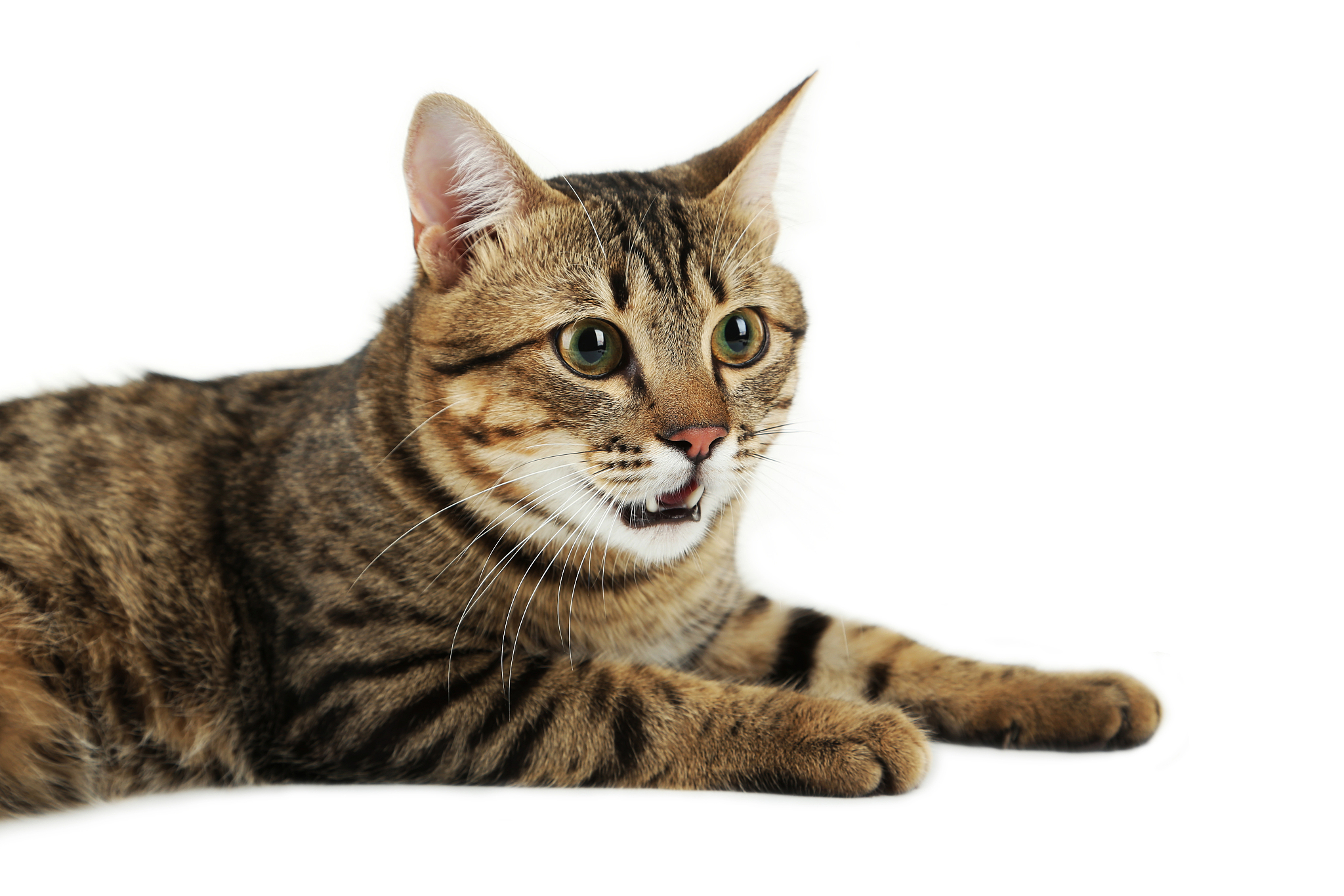 beautiful cat on white background