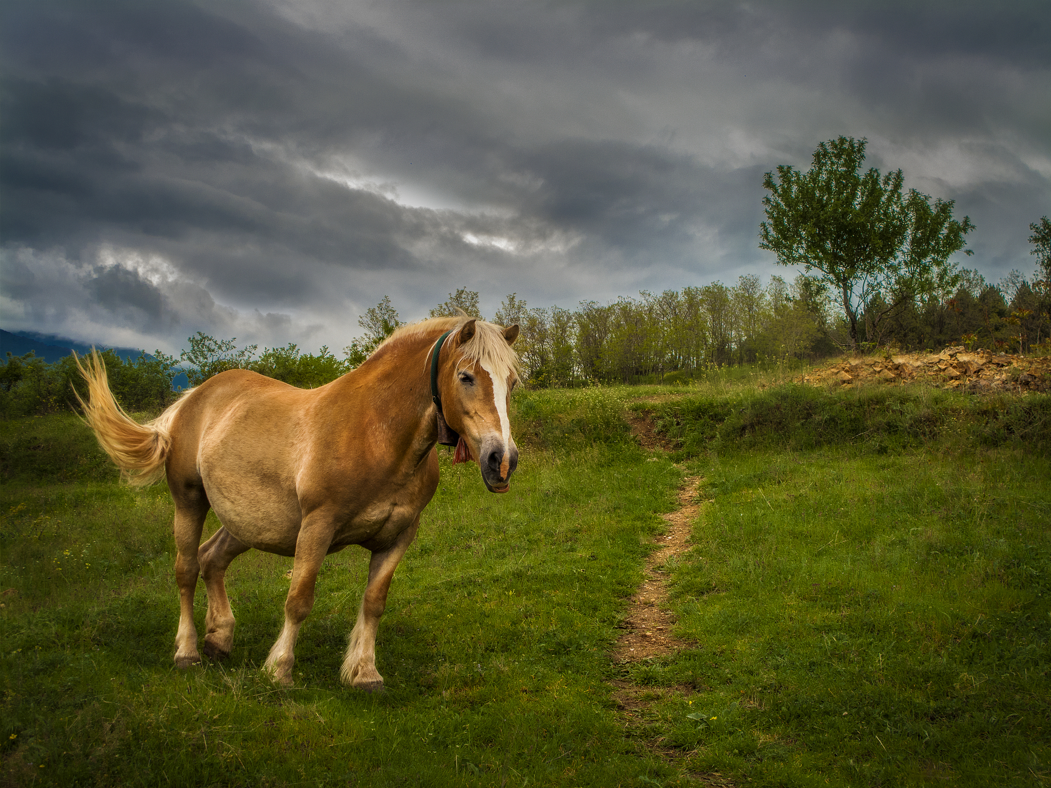 horse spring