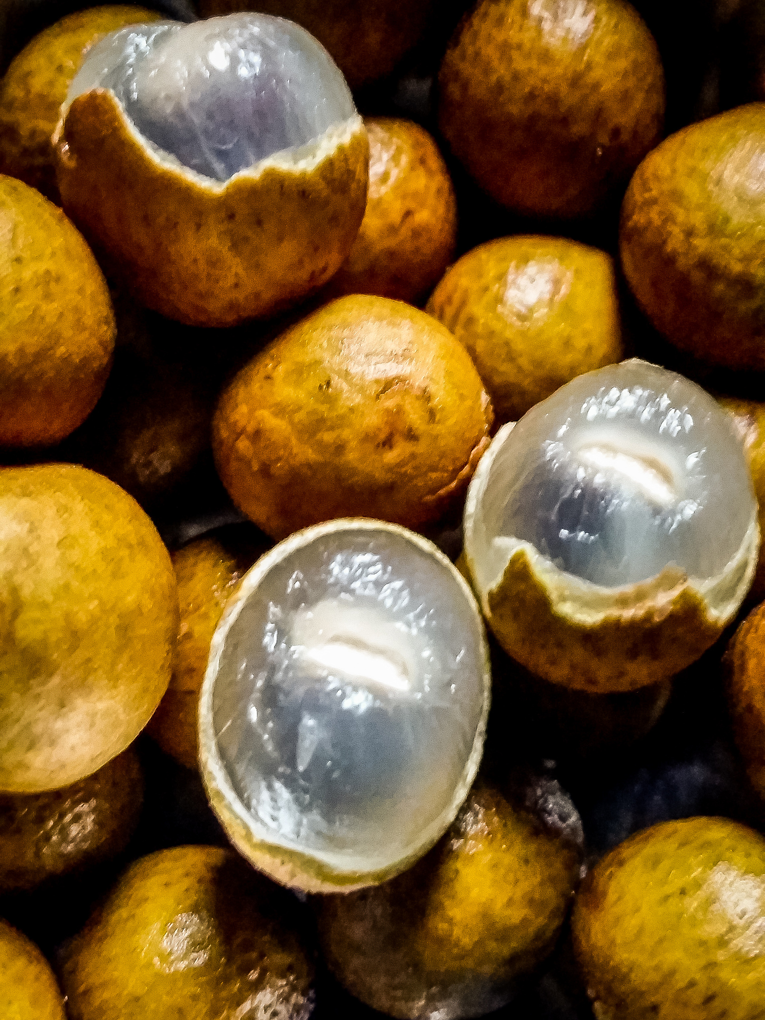 广东桂圆今年为何如此甜？原因解析