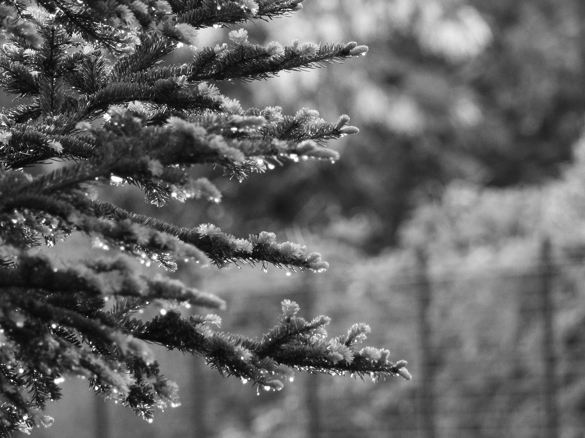 岁寒知松柏：逆境中绽放人生价值