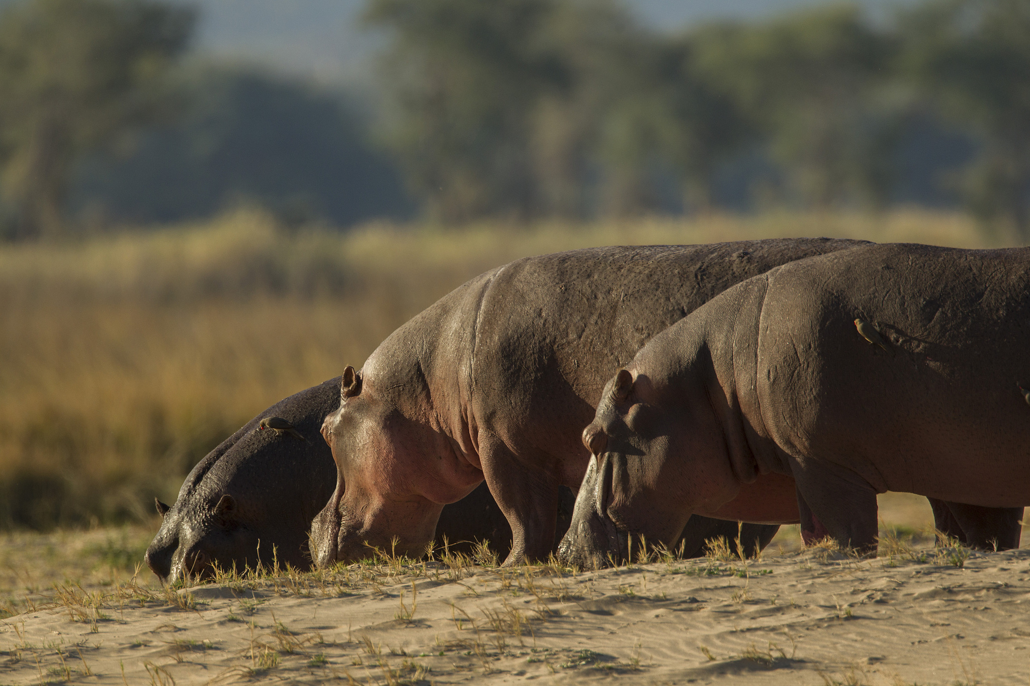 hippopotamus (hippopotamus amphibius), mana pools, zimbabwe