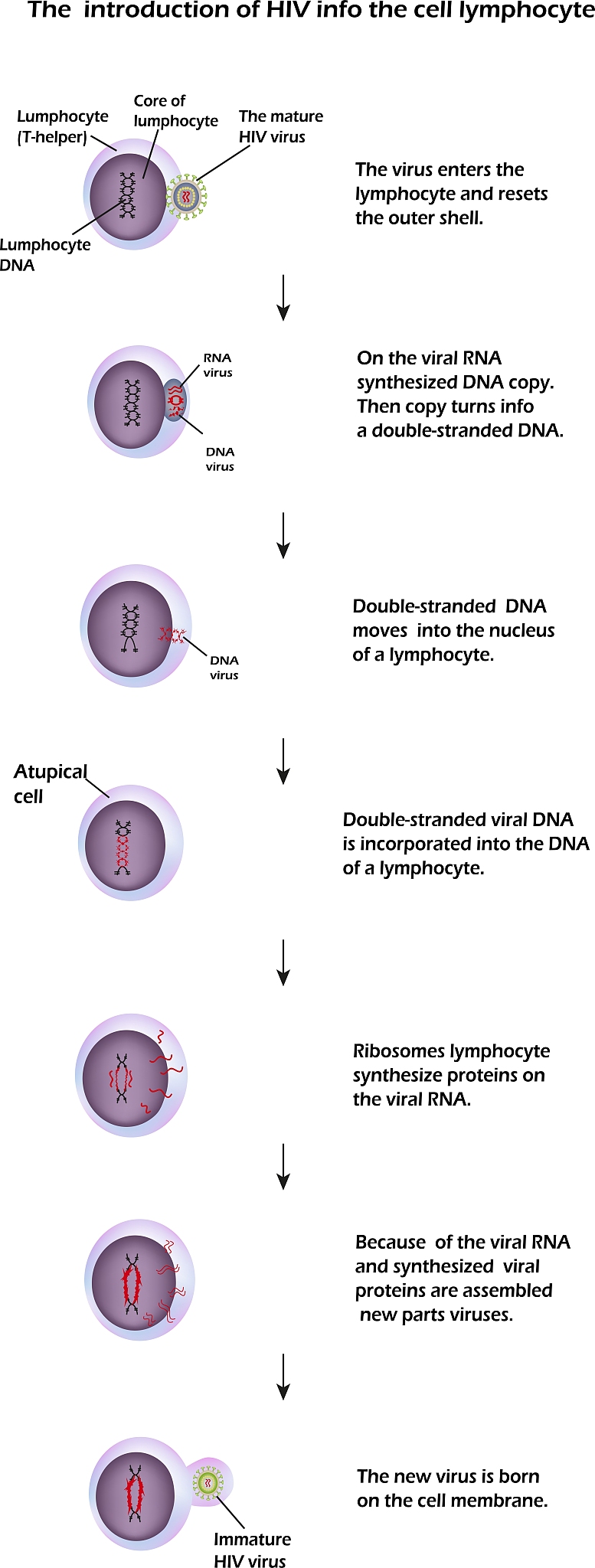 A Customized Platform for Neutrophil-Centric Immunomodulation in Implant-Associated Infection