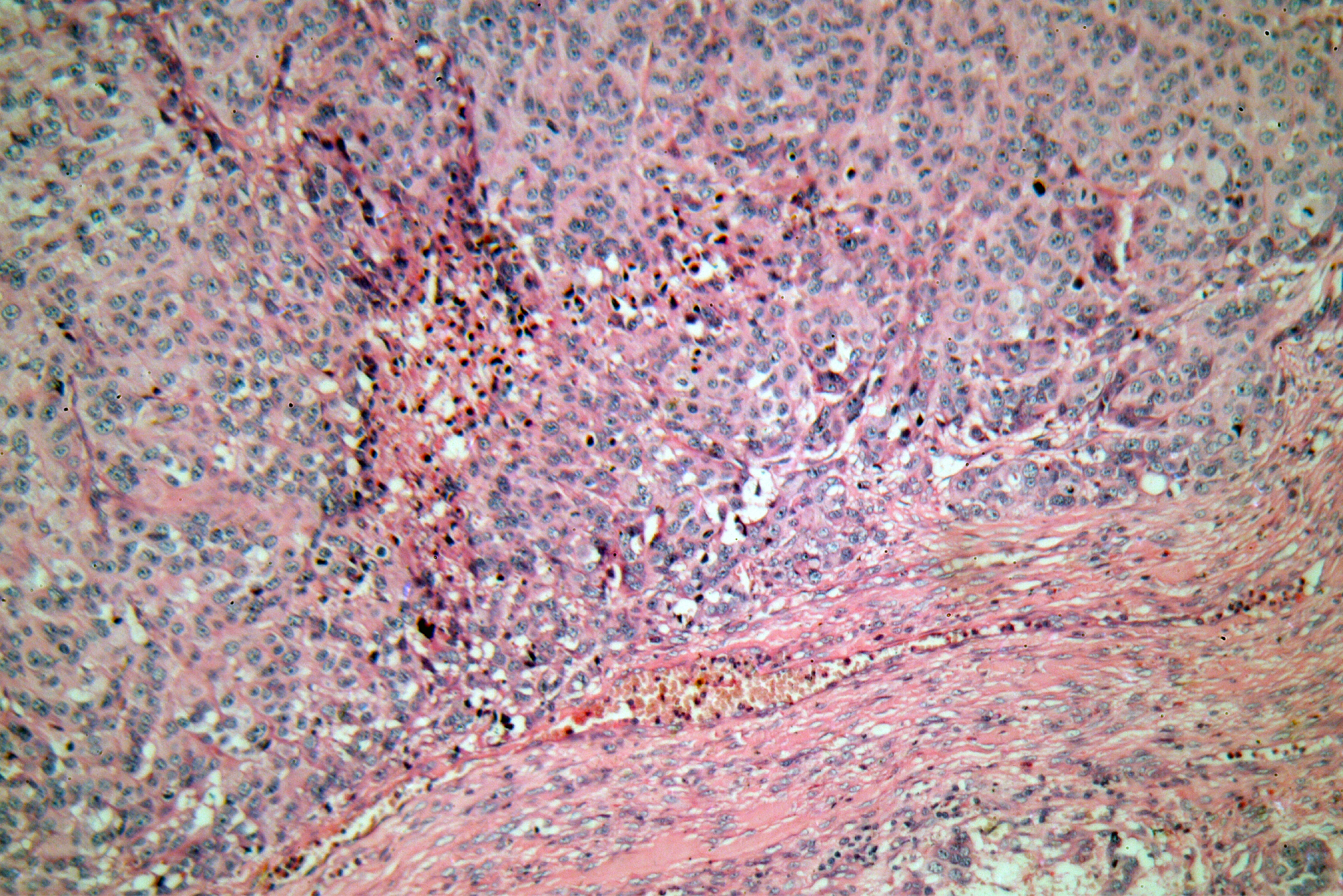 是如何利用非洲爪蟾发现巴曲酮的？