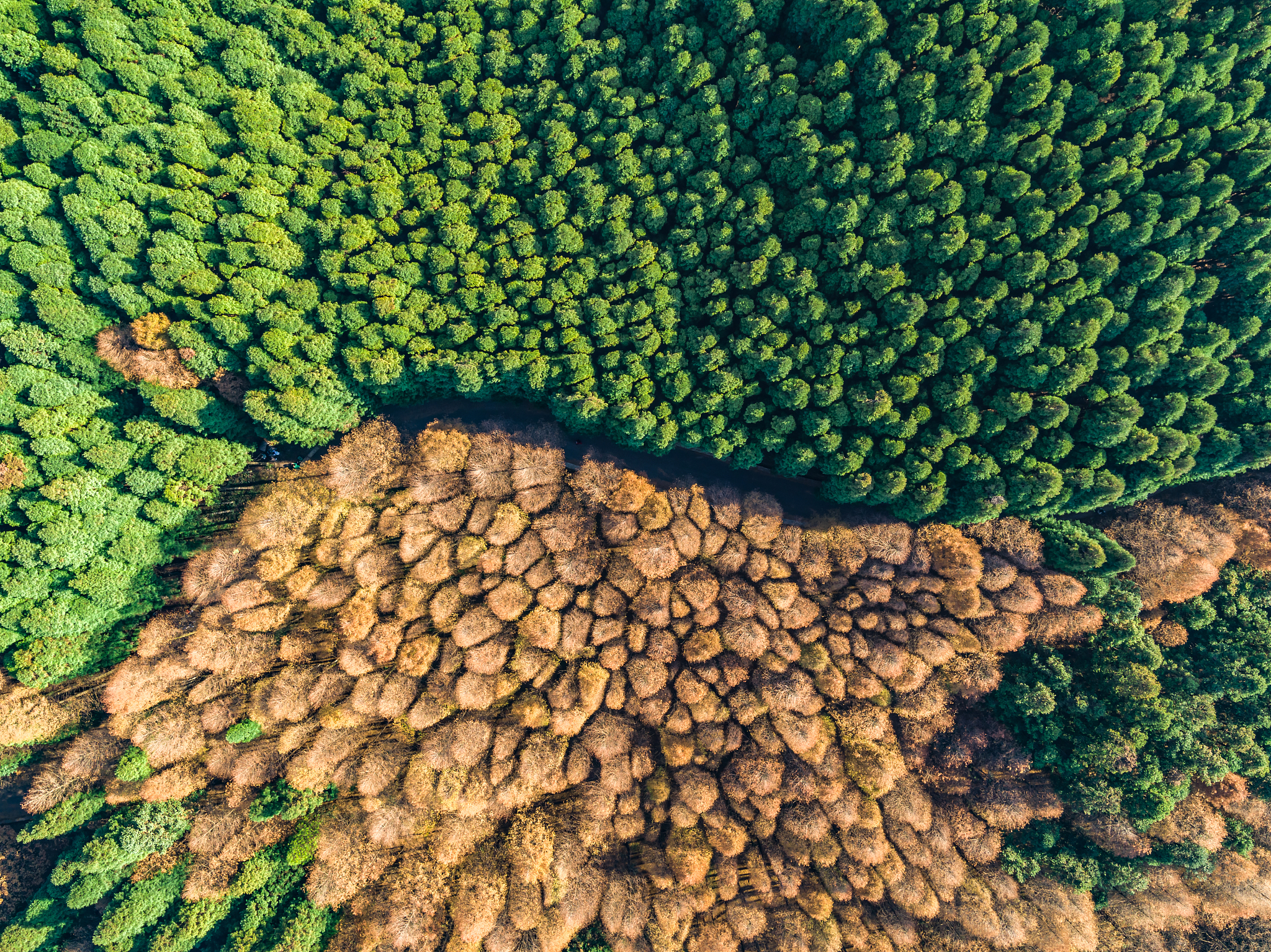 重庆市森林资源保护面临的挑战与应对措施